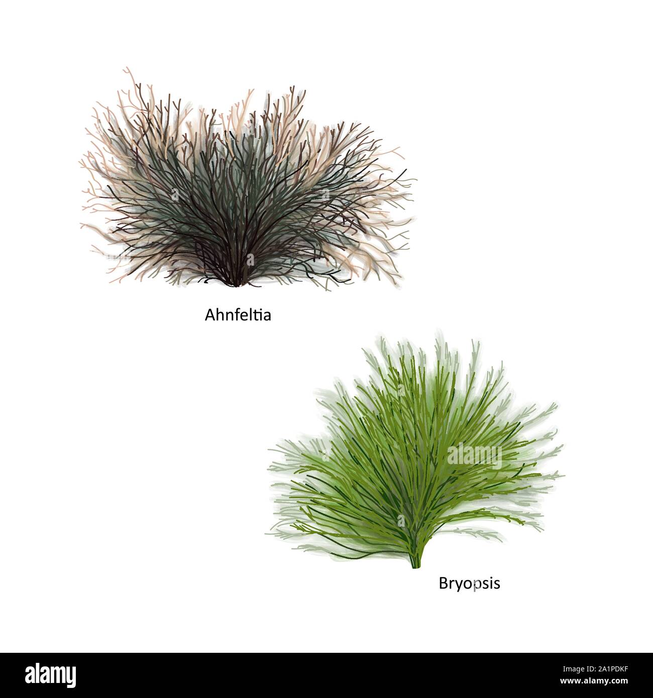 Hand drawn vector illustration of colorful sea weeds: Ahnfeltia and Bryopsis, genus of red and green algae. Isolated set of algae on white background Stock Vector