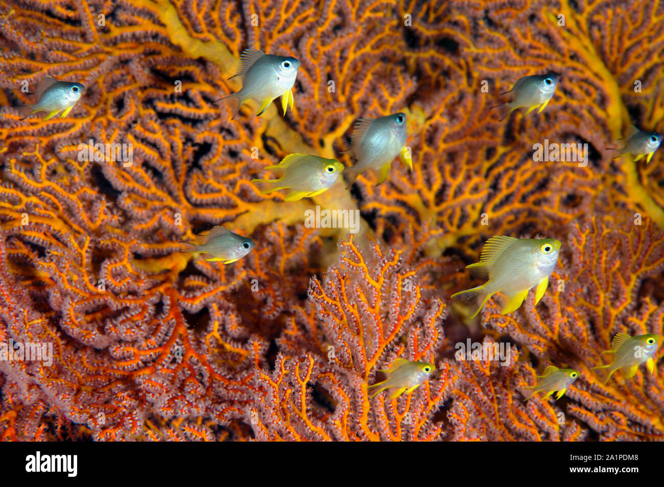 Juvenile golden damsels, Amblyglyphidodon aereus, shelterin around a sea fan Sulawesi Indonesia. Stock Photo