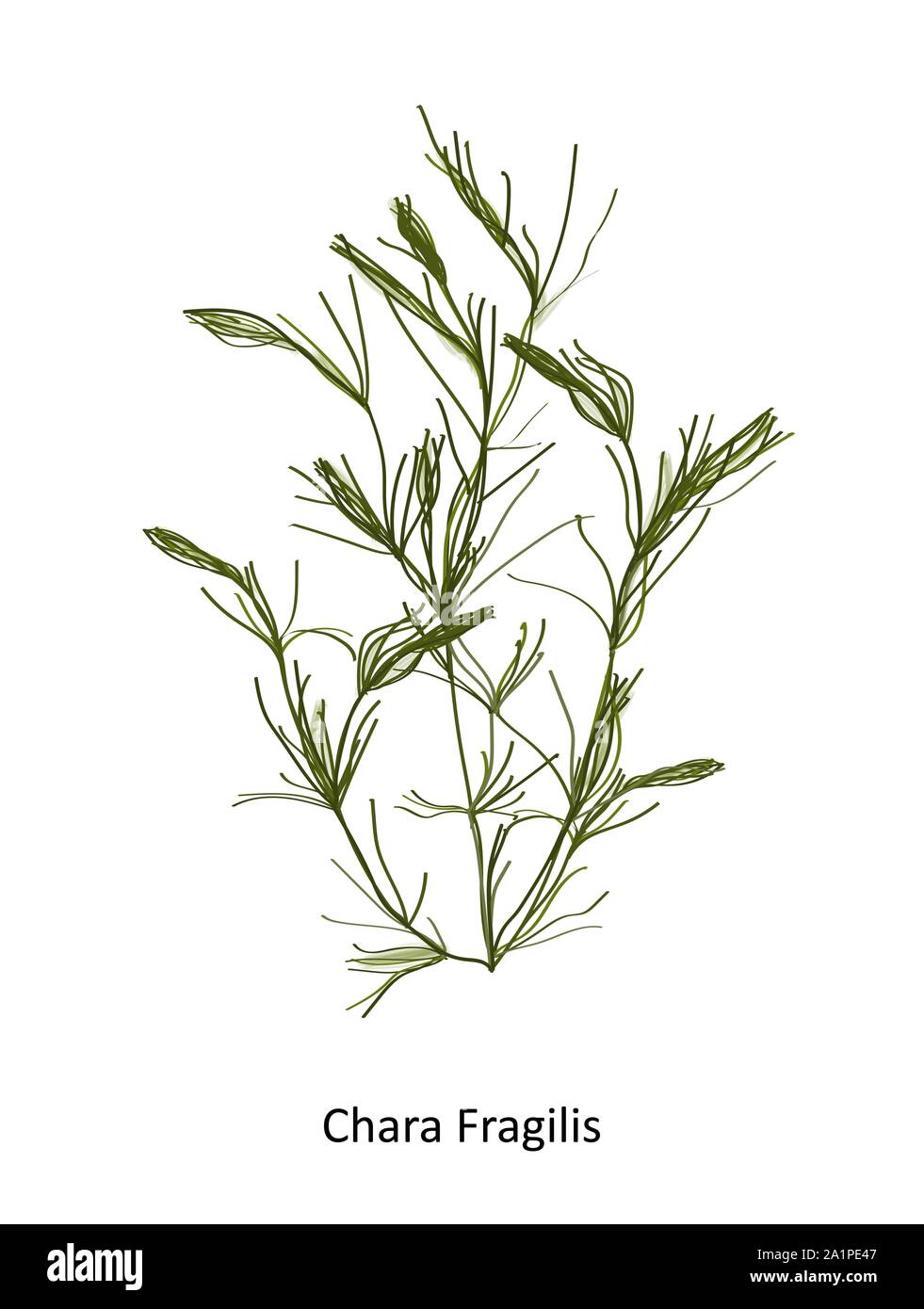 Chara fragilis - a genus of charophyte green algae. Hand drawn vector illustration Stock Vector