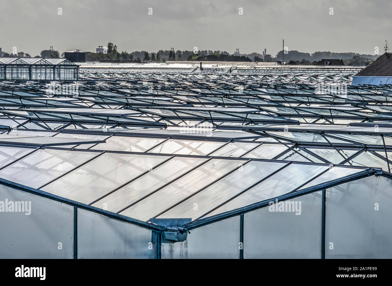 's-Gravenzande, The Netherlands, September 28, 2019: view across a sea of glass panels in the Westland, the main area of greenhouse horticulte in the Stock Photo