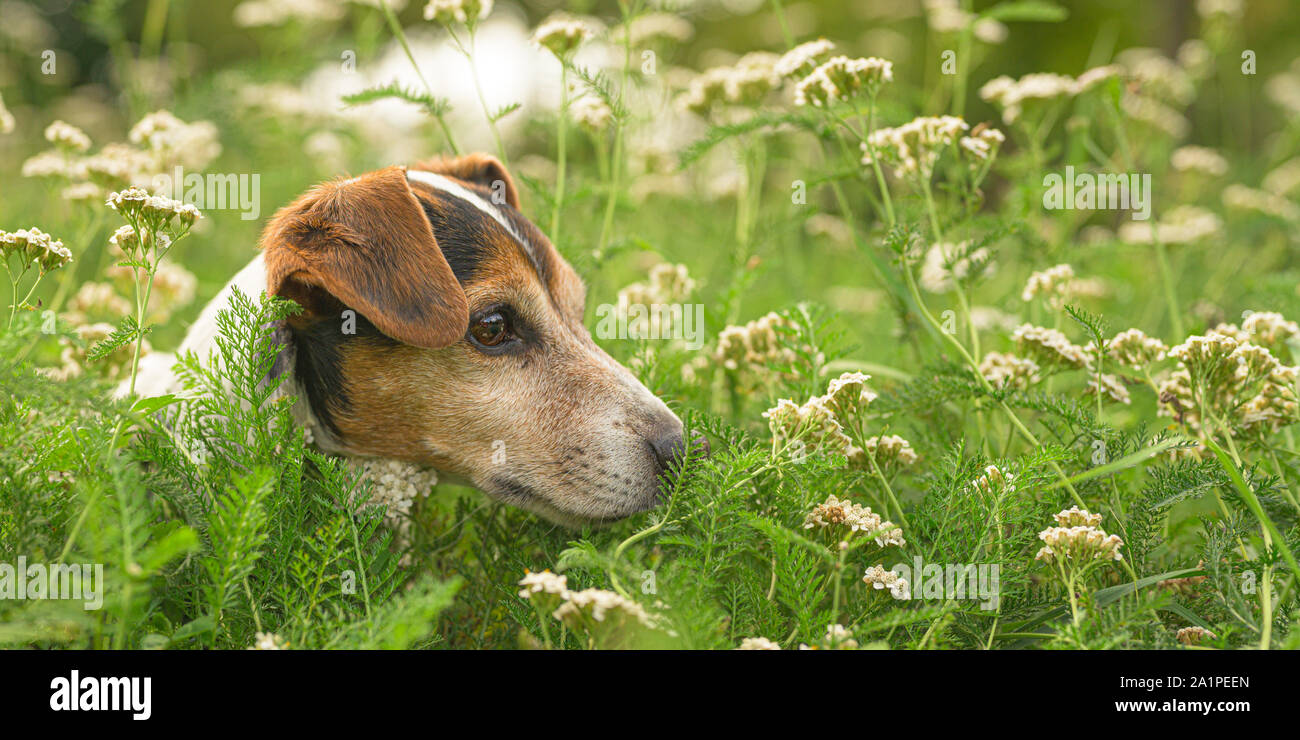 Can Dogs Eat Onion Grass
