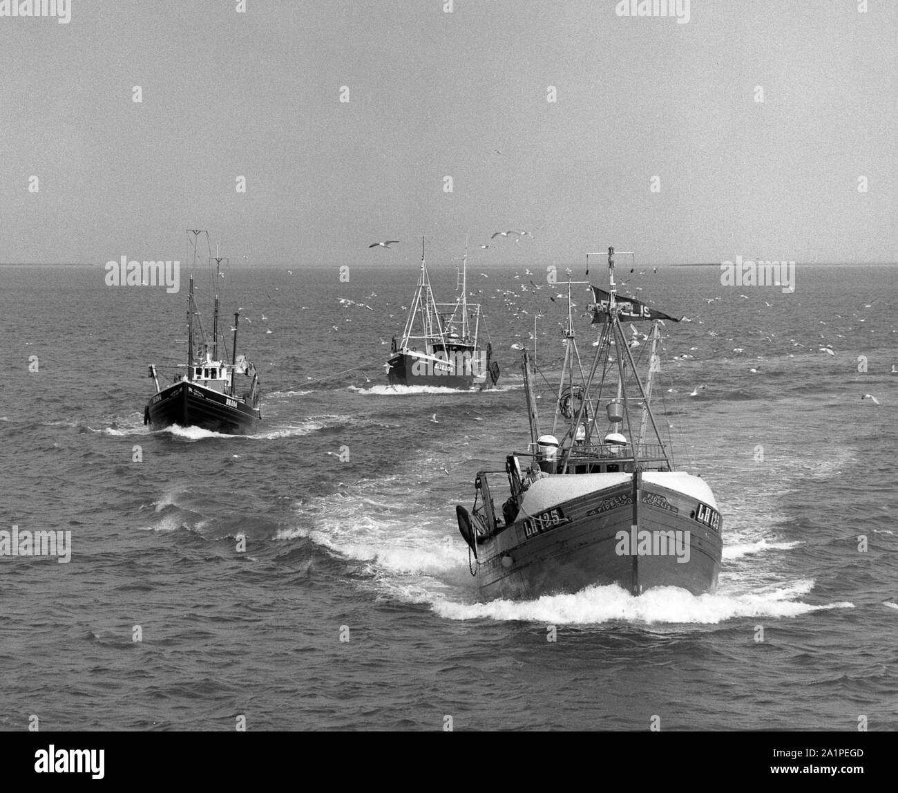 Fidelis, LH 125, Faithful towing Germania arriving at Seahouses, Northumberland, c. 1975 Stock Photo