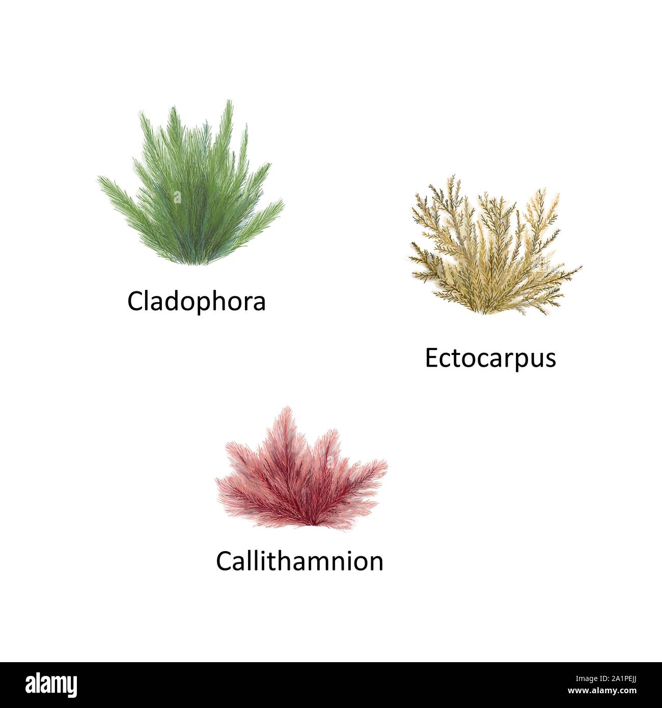 Hand drawn vector illustration of colorful sea weeds: Cladophora, Ectocarpus, Callithamnion. Isolated set of algae on white background Stock Vector