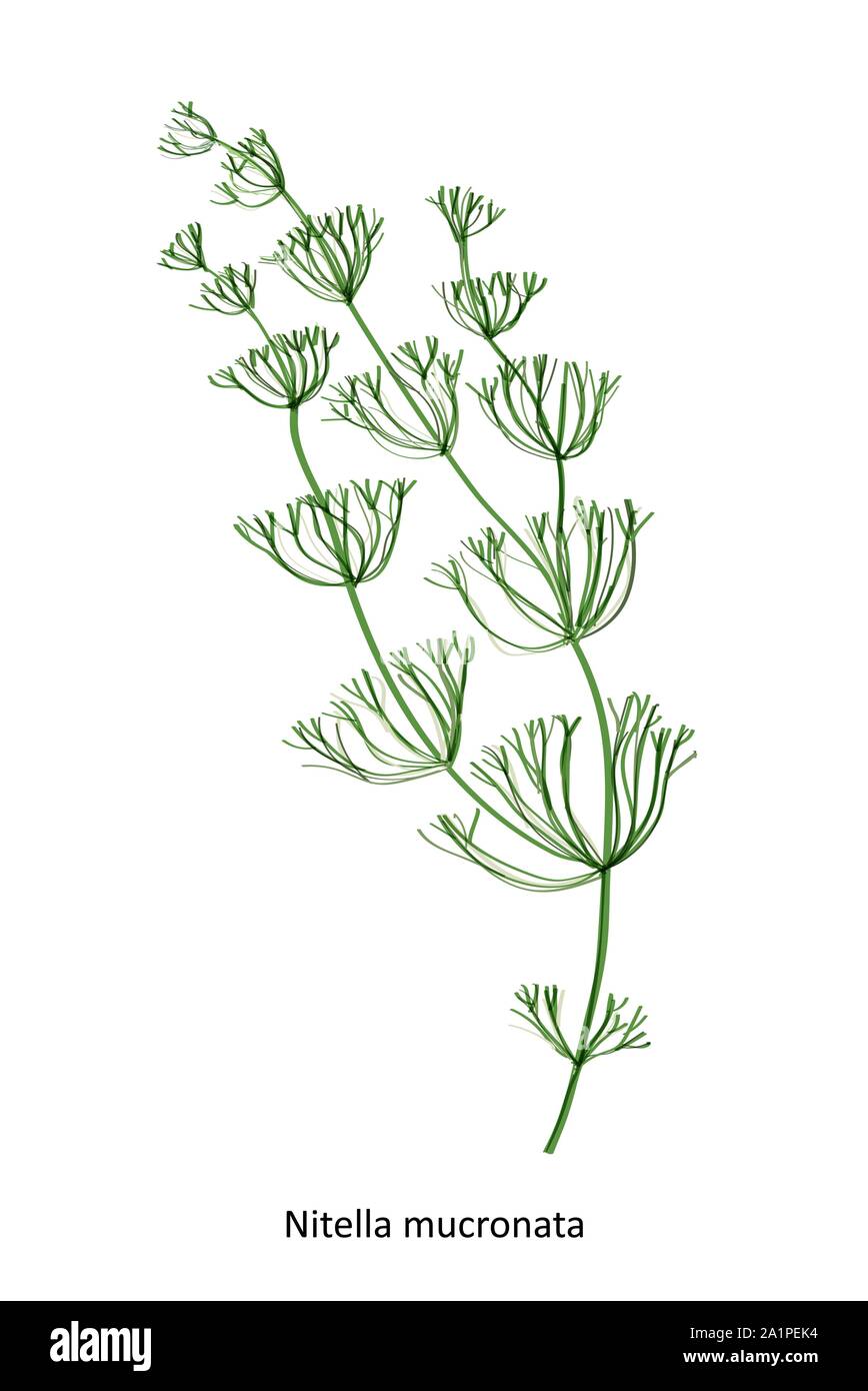 Nitella mucronata - a genus of charophyte green algae. Hand drawn vector illustration Stock Vector