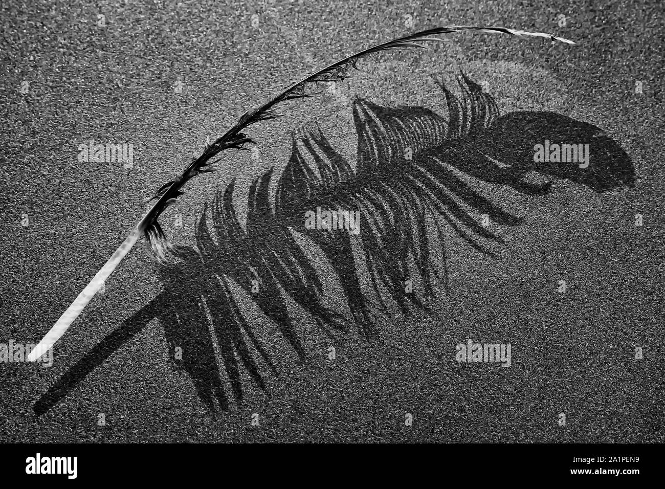 Beautiful bird's feather and the shadow of the same feather projected on a surface of opaque glass, in black and white Stock Photo