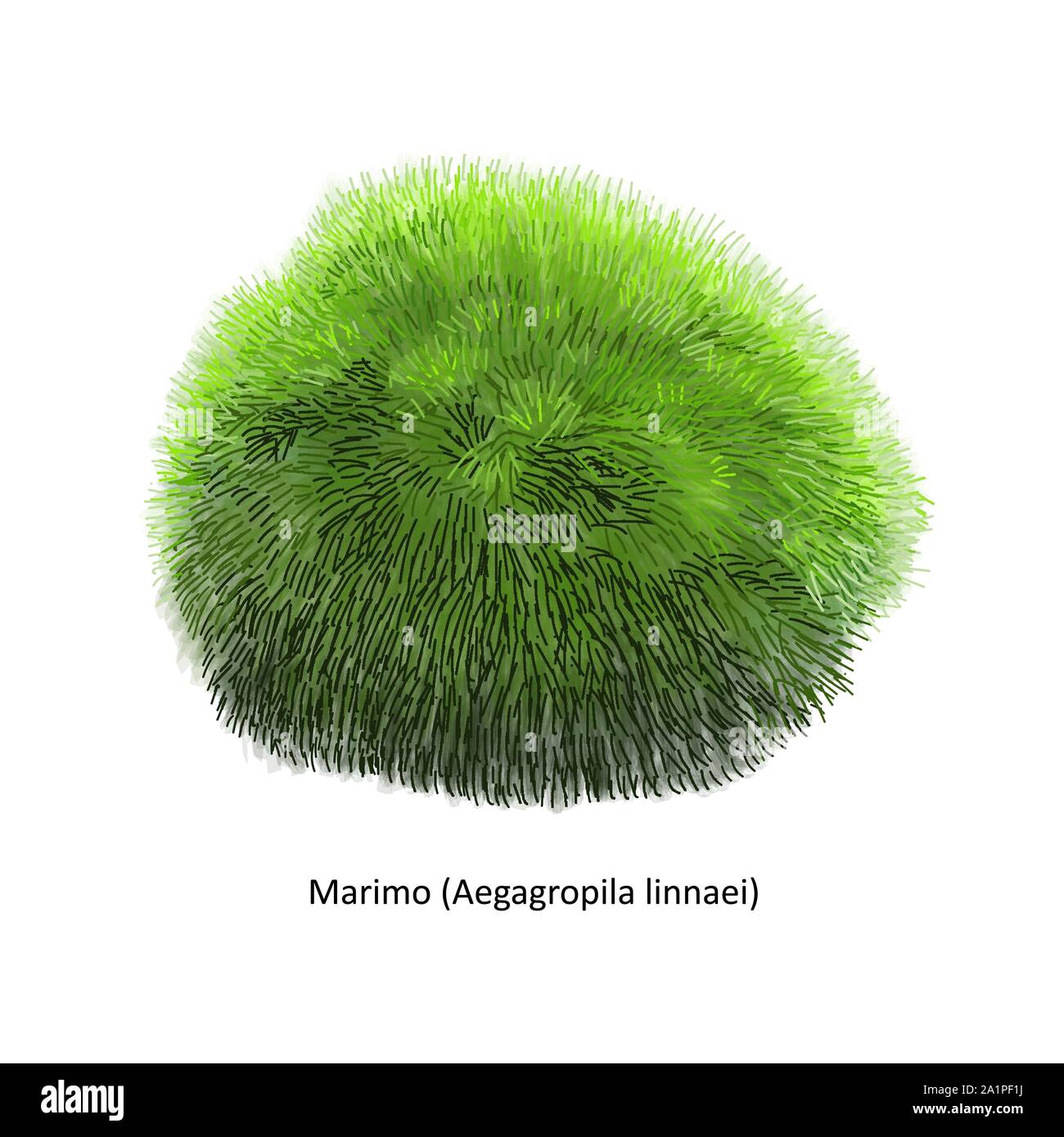 Aegagropila linnaei, known as Marimo, Ball seaweed, Cladophora ball, Lake ball, Mossimo or Moss Balls, species of filamentous green algae (Chlorophyta Stock Vector