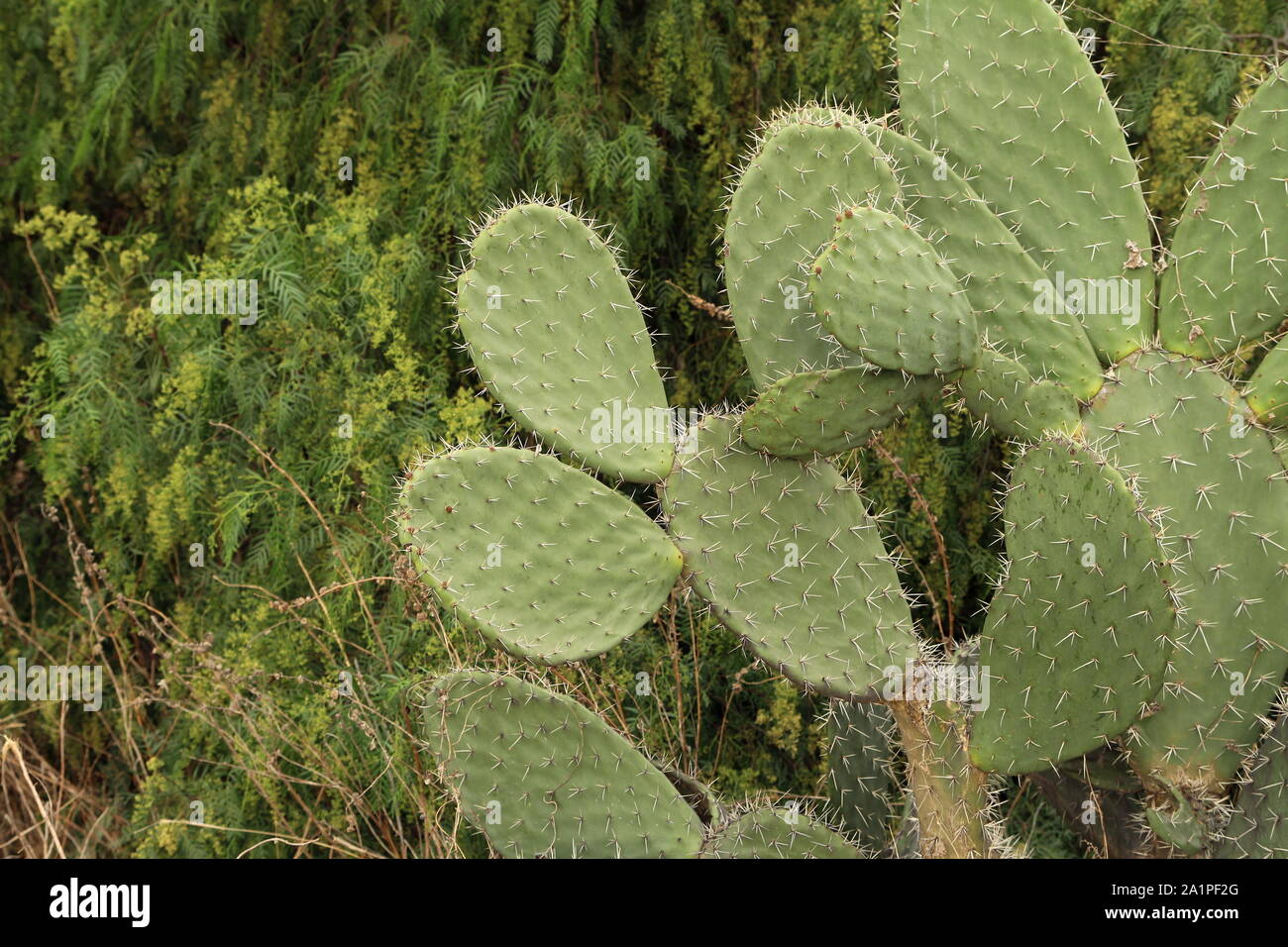 Bushes of Nopal (Opuntia cacti) in Teotihuacan, Mexico. Stock Photo