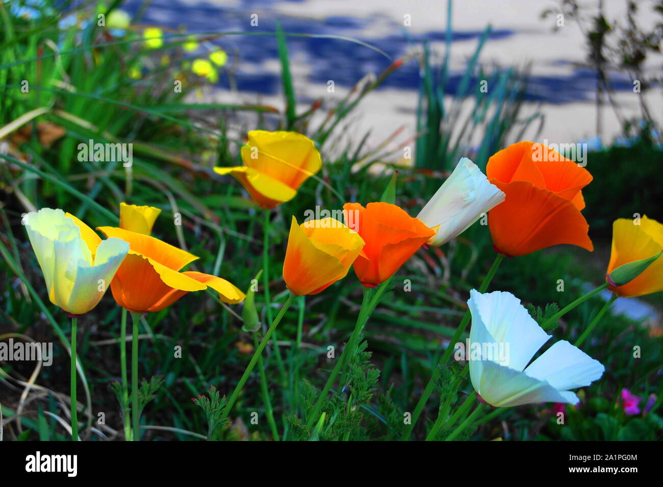 Japanese Flowers To See In Spring Hydrangea Roses Tulips And Many More To See In Japan Stock Photo Alamy