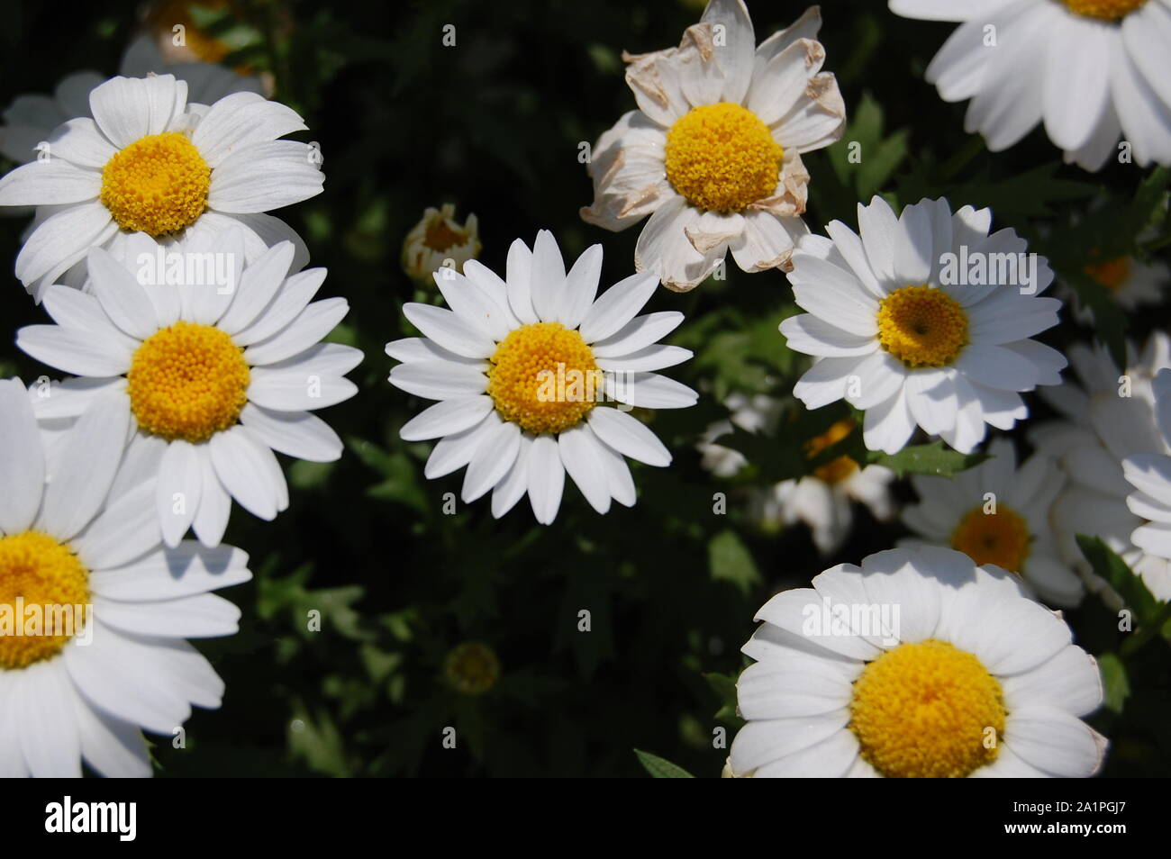 Japanese Flowers To See In Spring Hydrangea Roses Tulips And Many More To See In Japan Stock Photo Alamy Japanese Flowers To See In Spring Hydrangea Roses Tulips And Many More To See In Japan Stock Photo Alamy