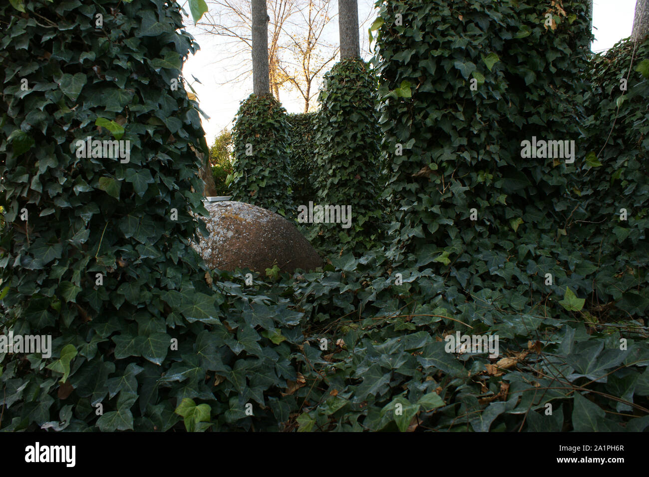 Beautiful green ivy leafy among trees with mud jar among it 7 Stock Photo
