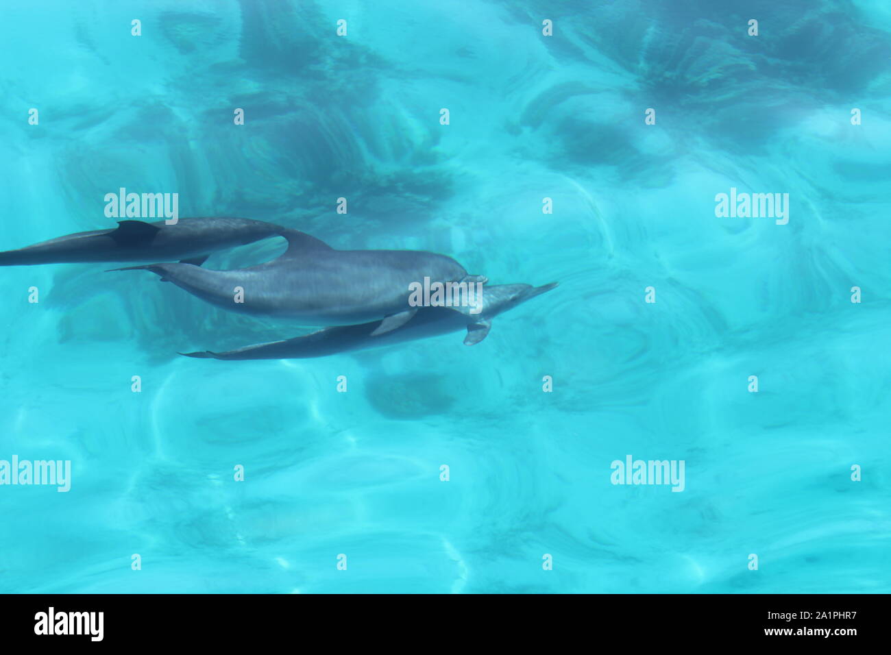 group of dolphins with families and babies Stock Photo