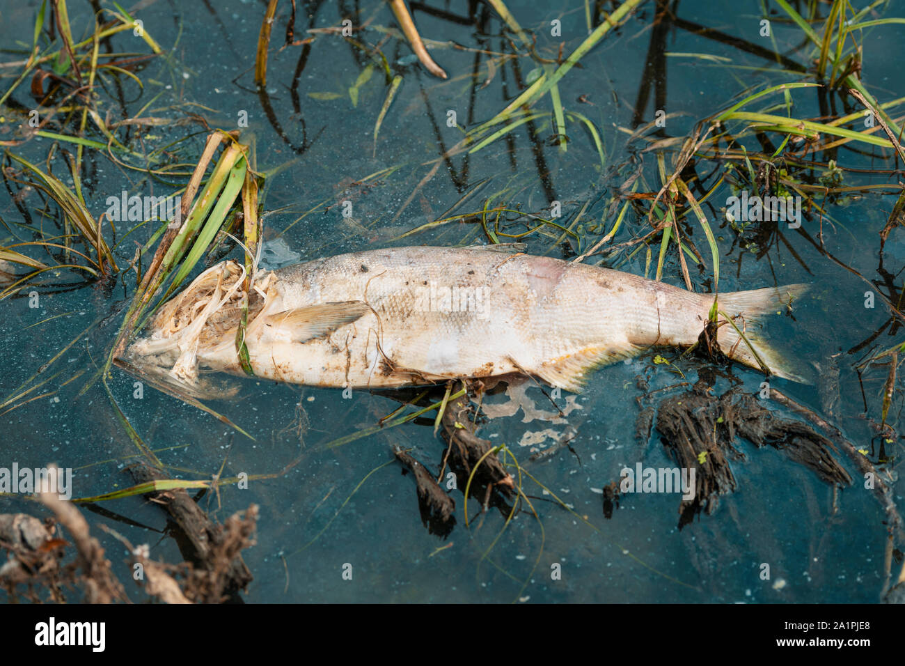 Bloated Dead Poisoned Fish Lies On The River Bank Impact Of Toxic Emissions Stock Photo Alamy