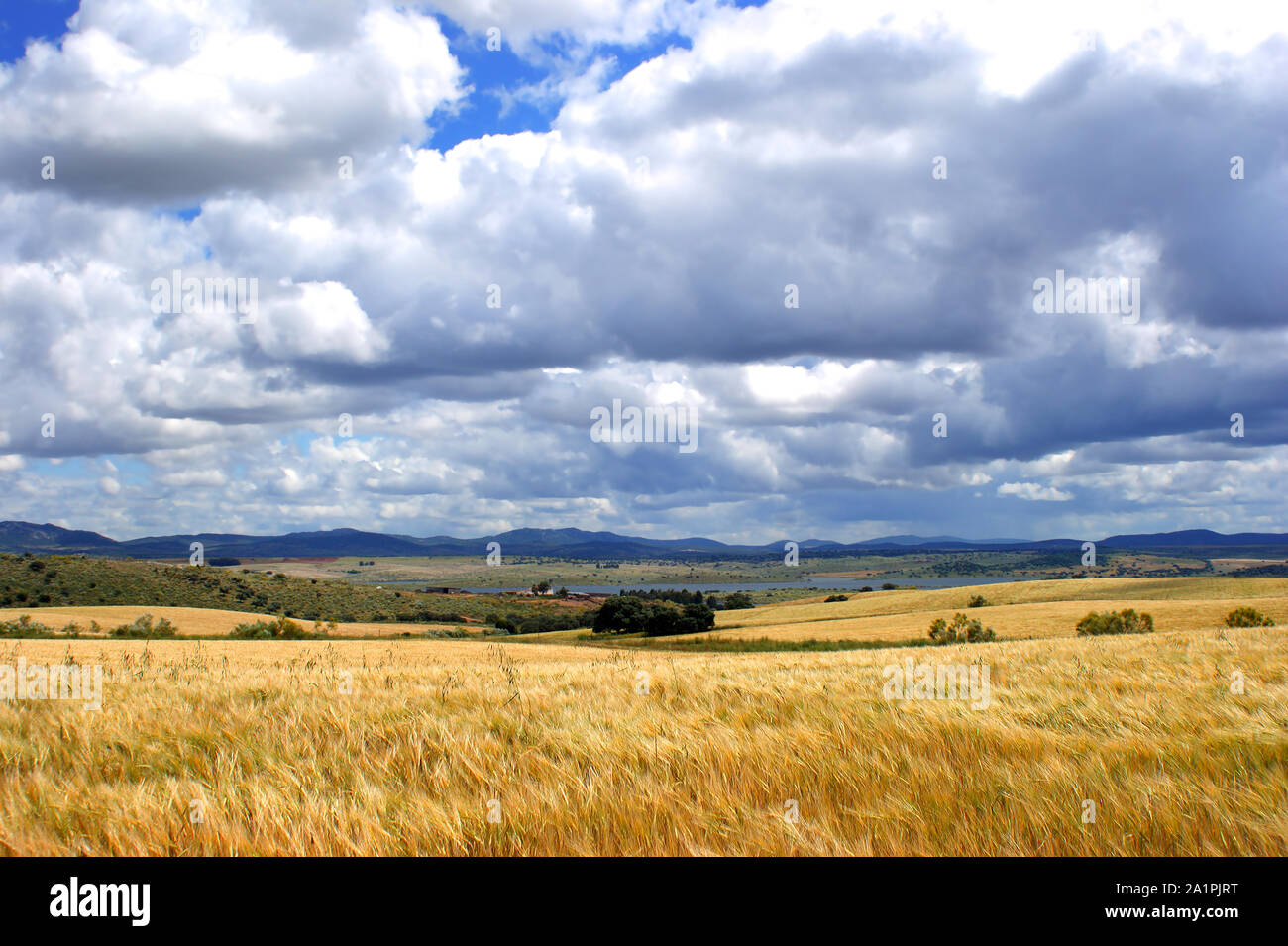 Wheat field in front of mountains, and sky with clouds background Wheat ...