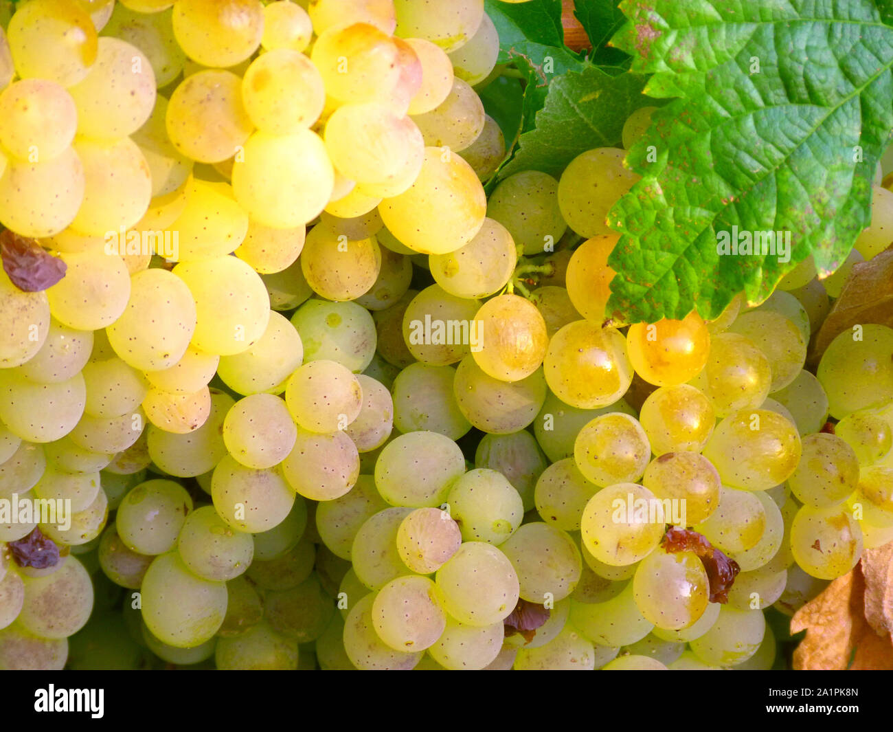 Grape, cluster, cluster of grapes, grapevine, vineyard, leaves, field