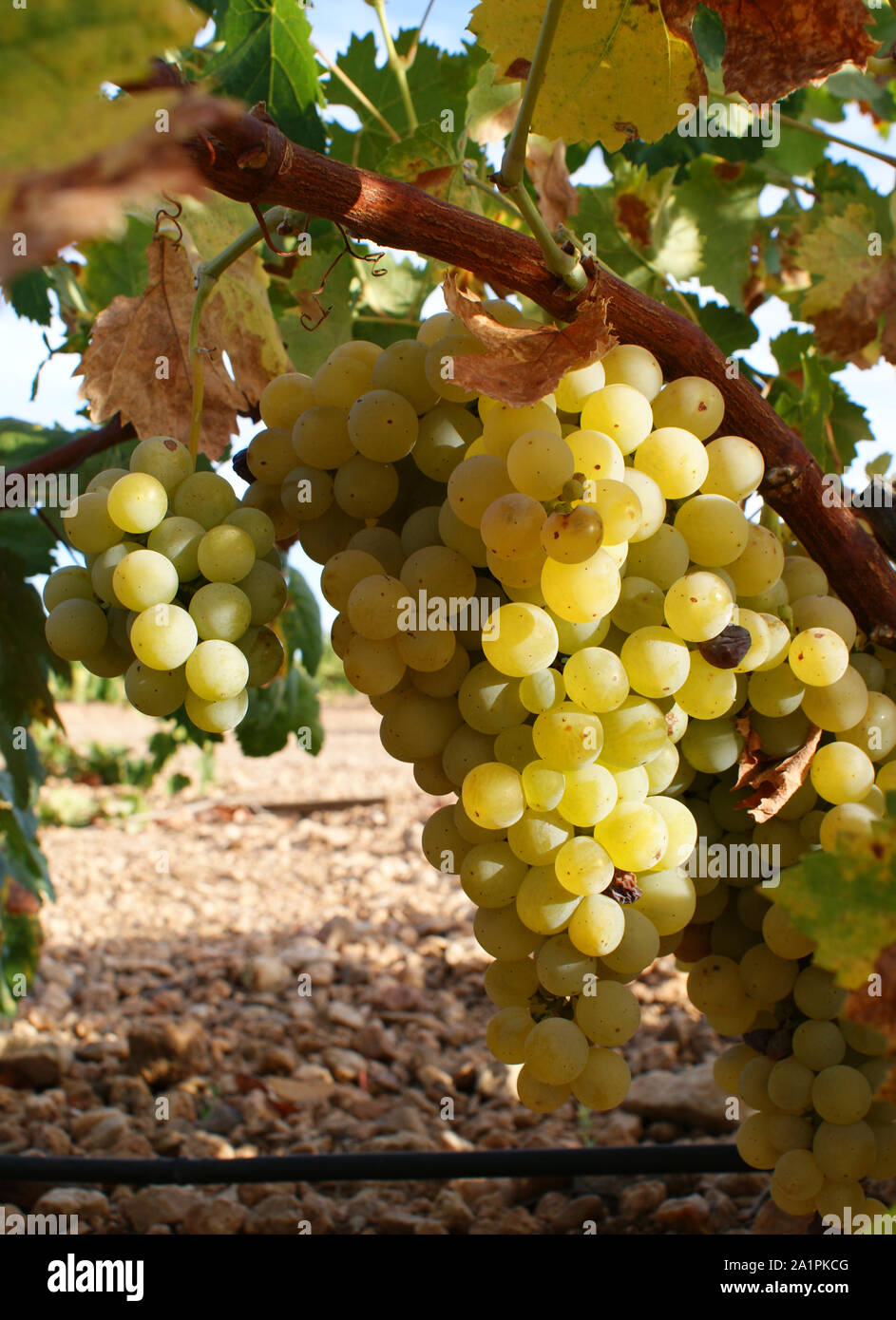 Grape, cluster, cluster of grapes, grapevine, vineyard, leaves, field,  fruit, sweet, yellow, green, orange, reddish, wine, pink, sunny, water,  drops Stock Photo - Alamy