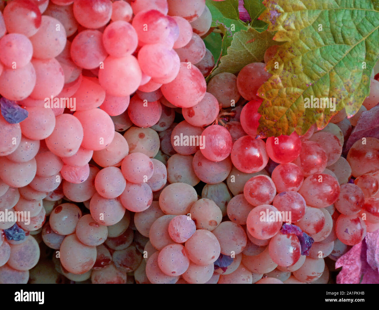 Grape cluster hires stock photography and images Alamy