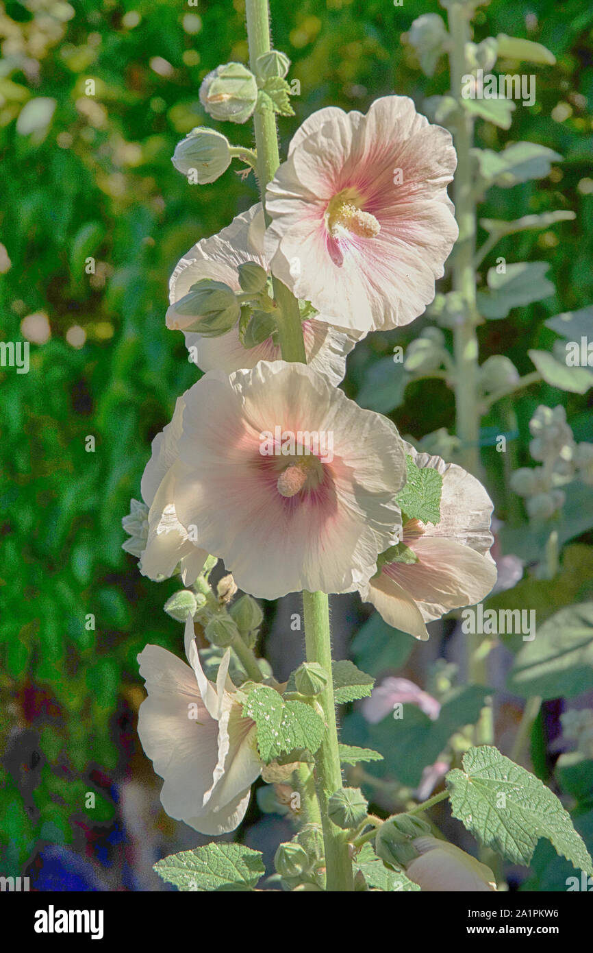 Plants and gardens are design to attract and utilize the beauty of