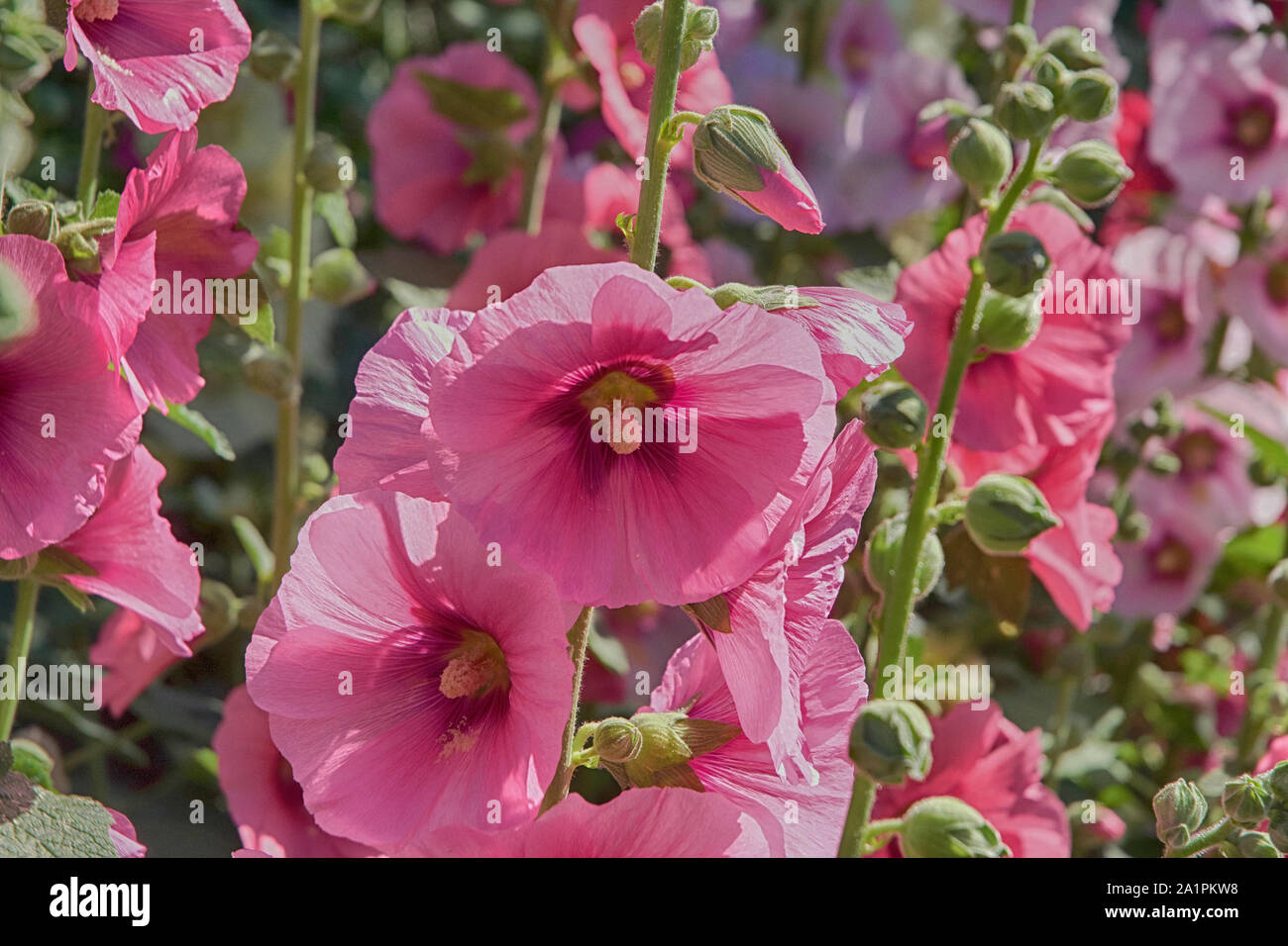 Plants and gardens are design to attract and utilize the beauty of