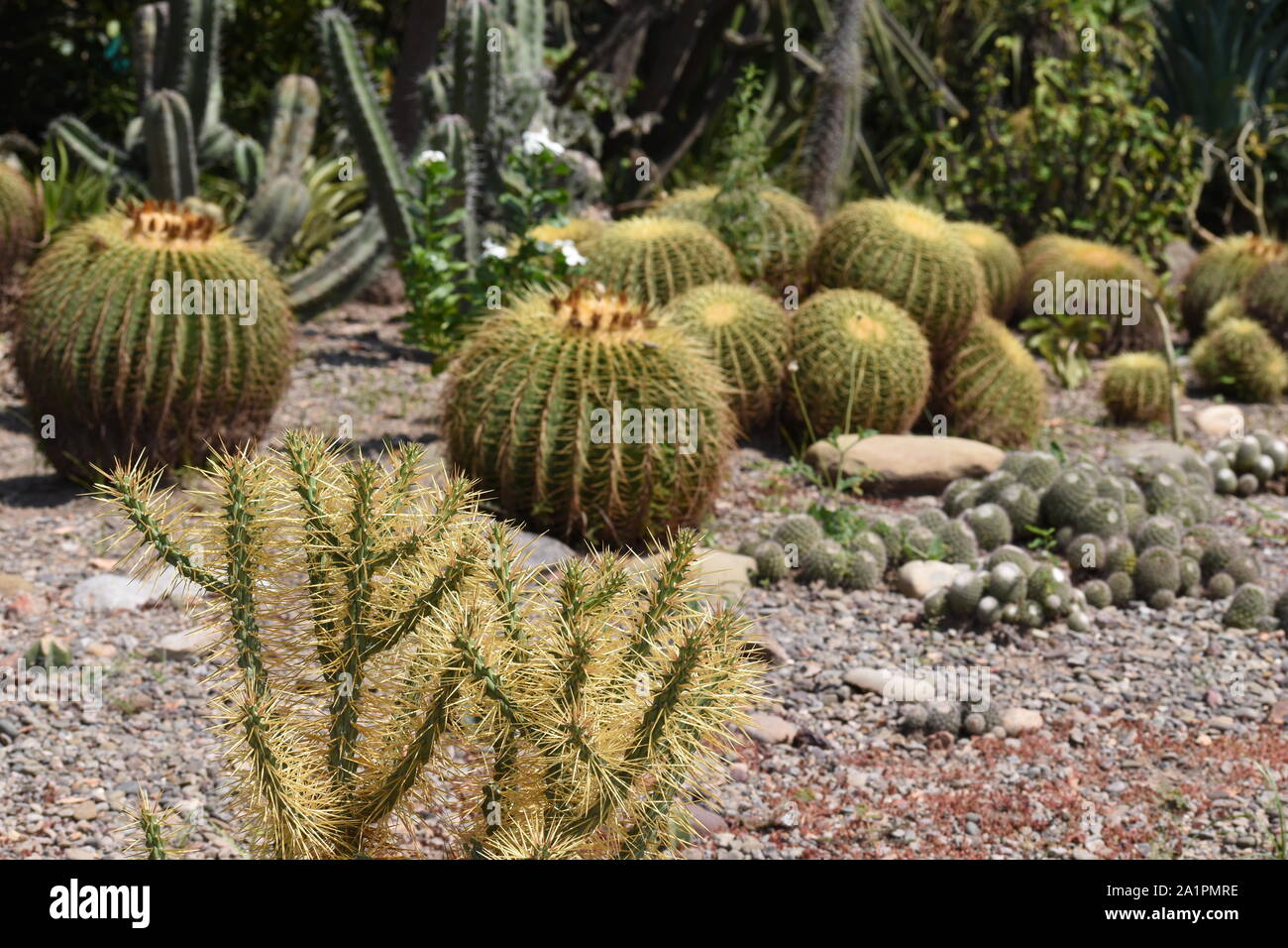 Cylindropuntia tunicata cactus in the foreground and Echinocactus grusonii in the background. Stock Photo