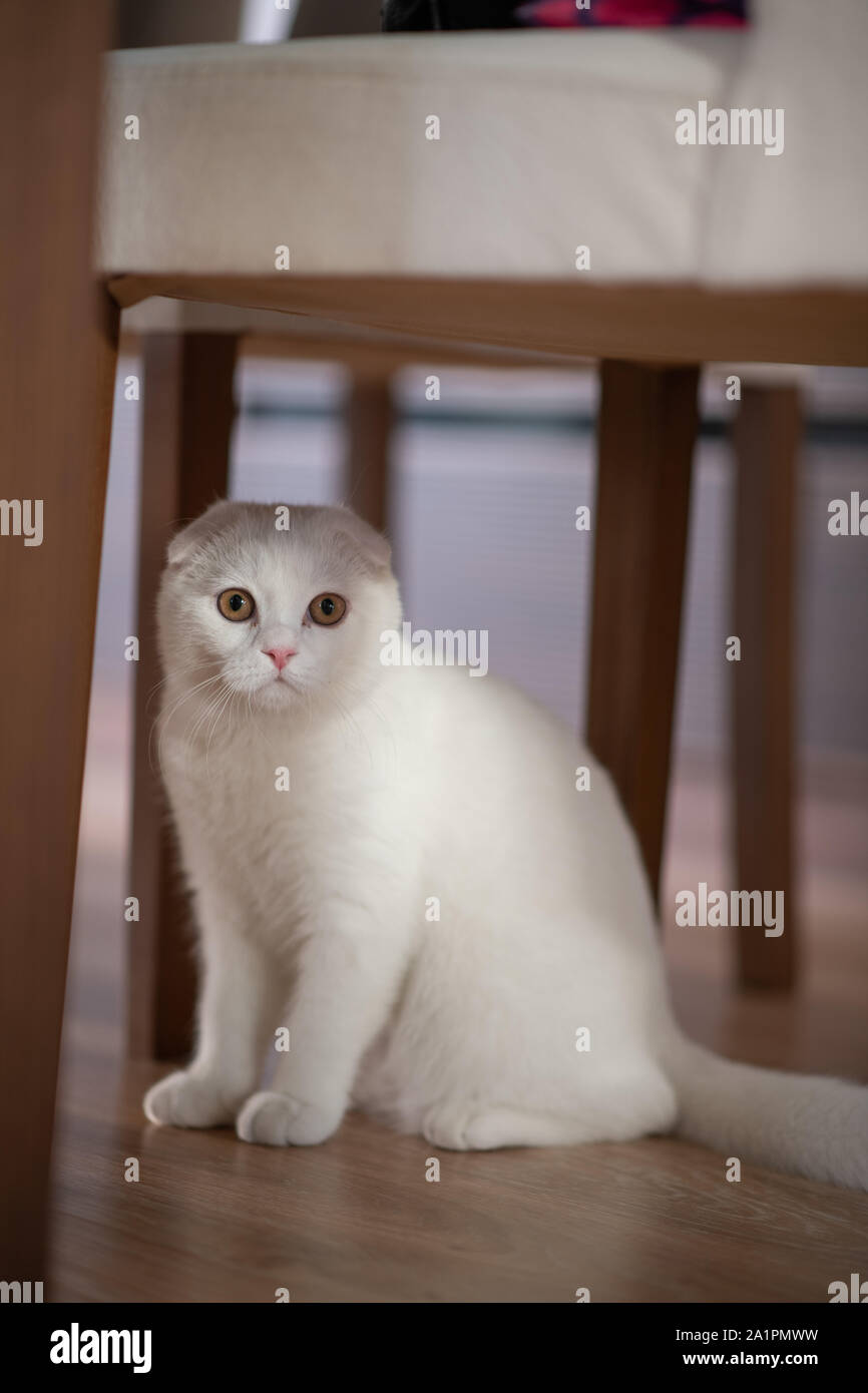 white scottish fold kitten, cute cat. Stock Photo