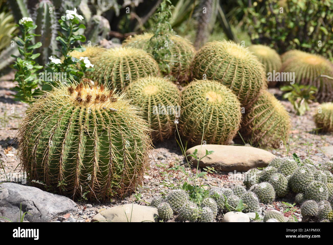 Golden barrel cacti and white twin spined cacti. Stock Photo