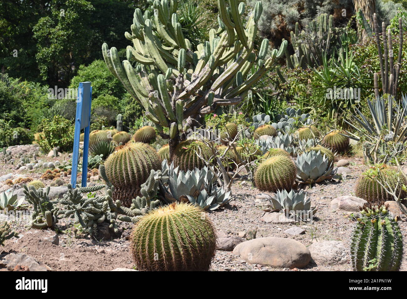 View of different types of cacti. Stock Photo