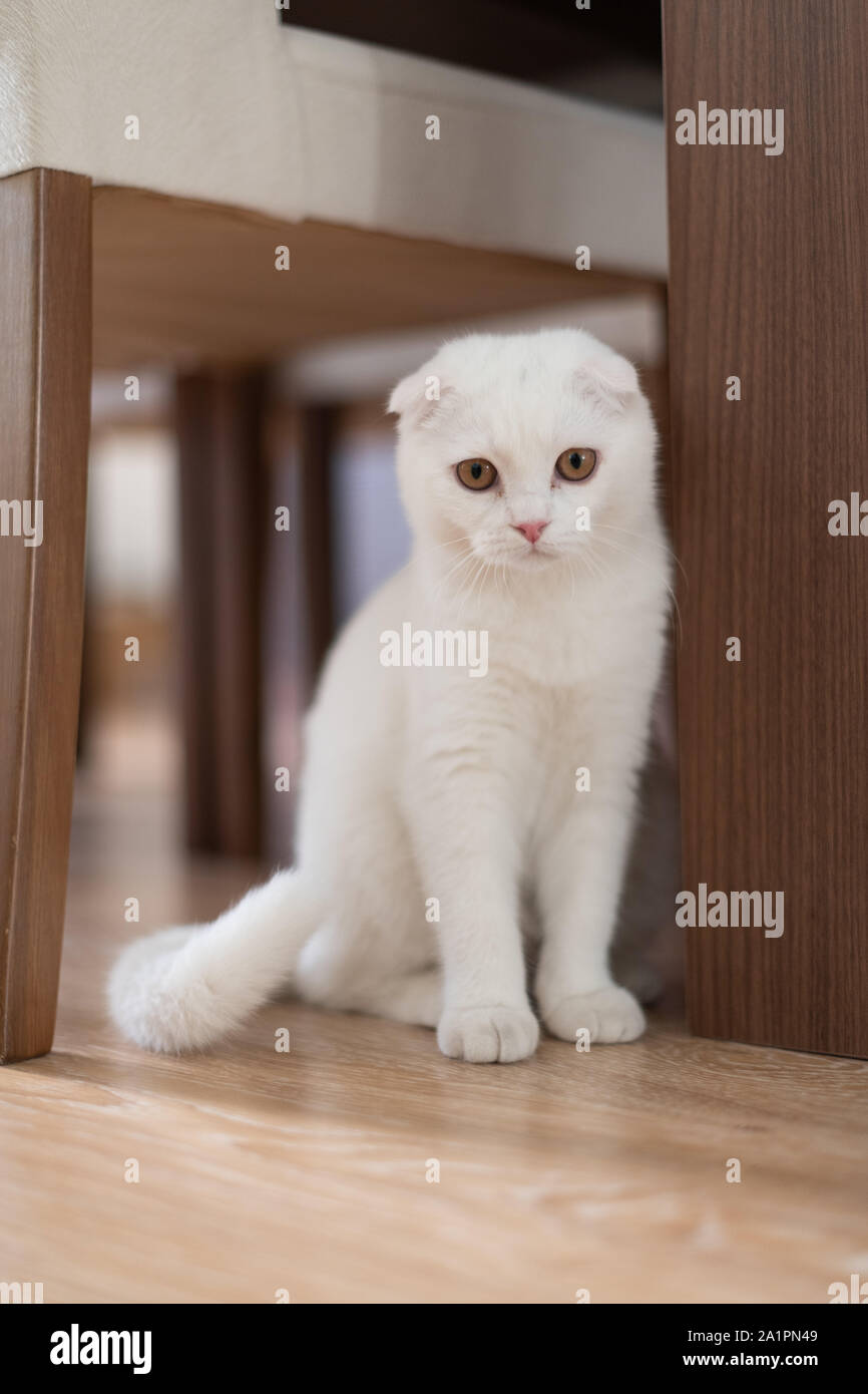 white scottish fold kitten, cute cat. Stock Photo