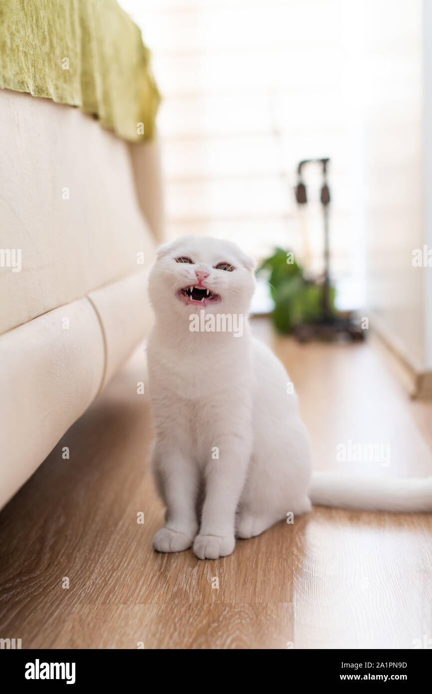 white scottish fold kitten, cute cat. Stock Photo