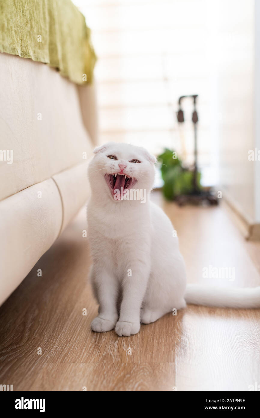 white scottish fold kitten, cute cat. Stock Photo