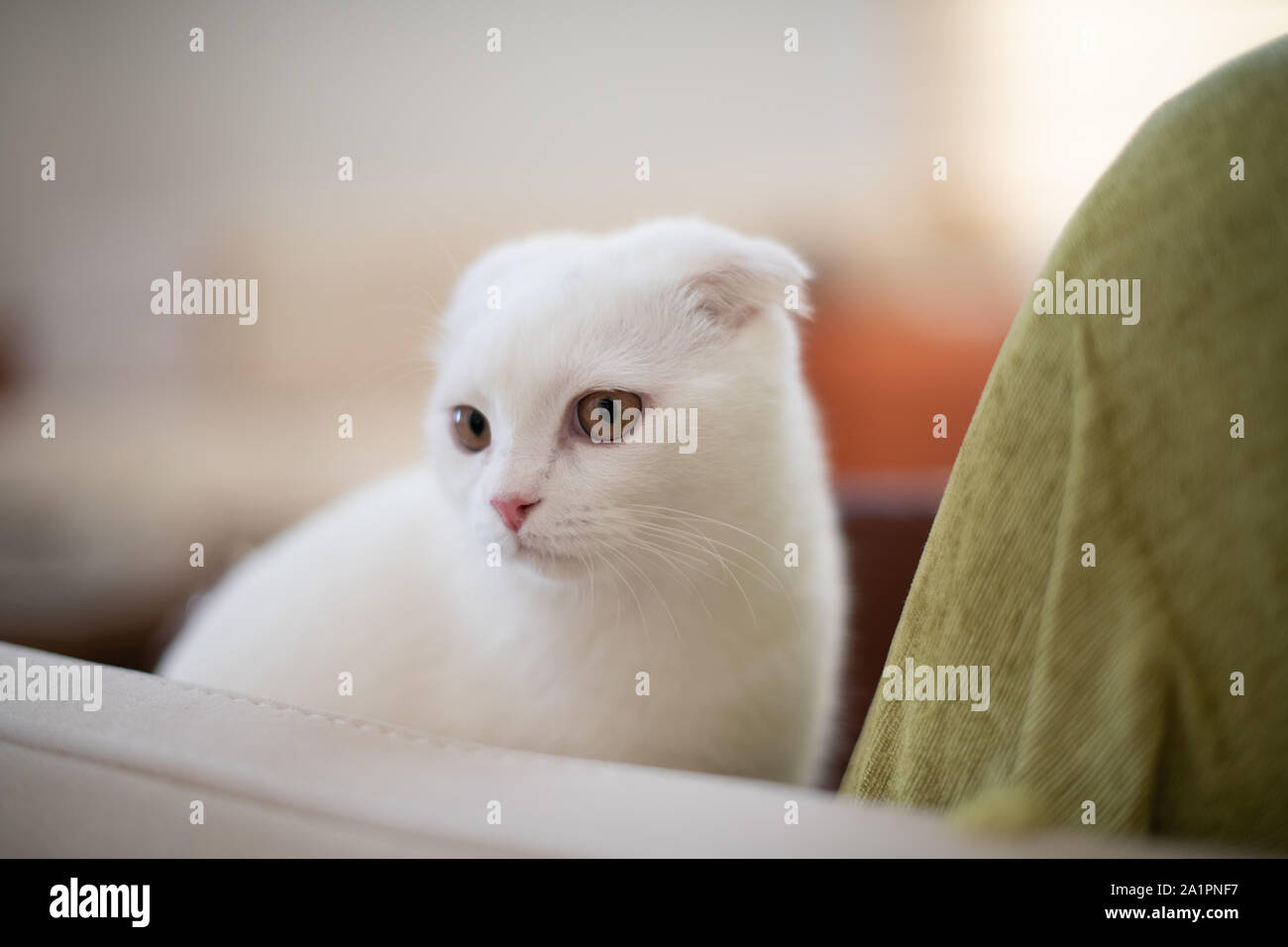 White Scottish Fold Kitten Cute Cat Stock Photo Alamy
