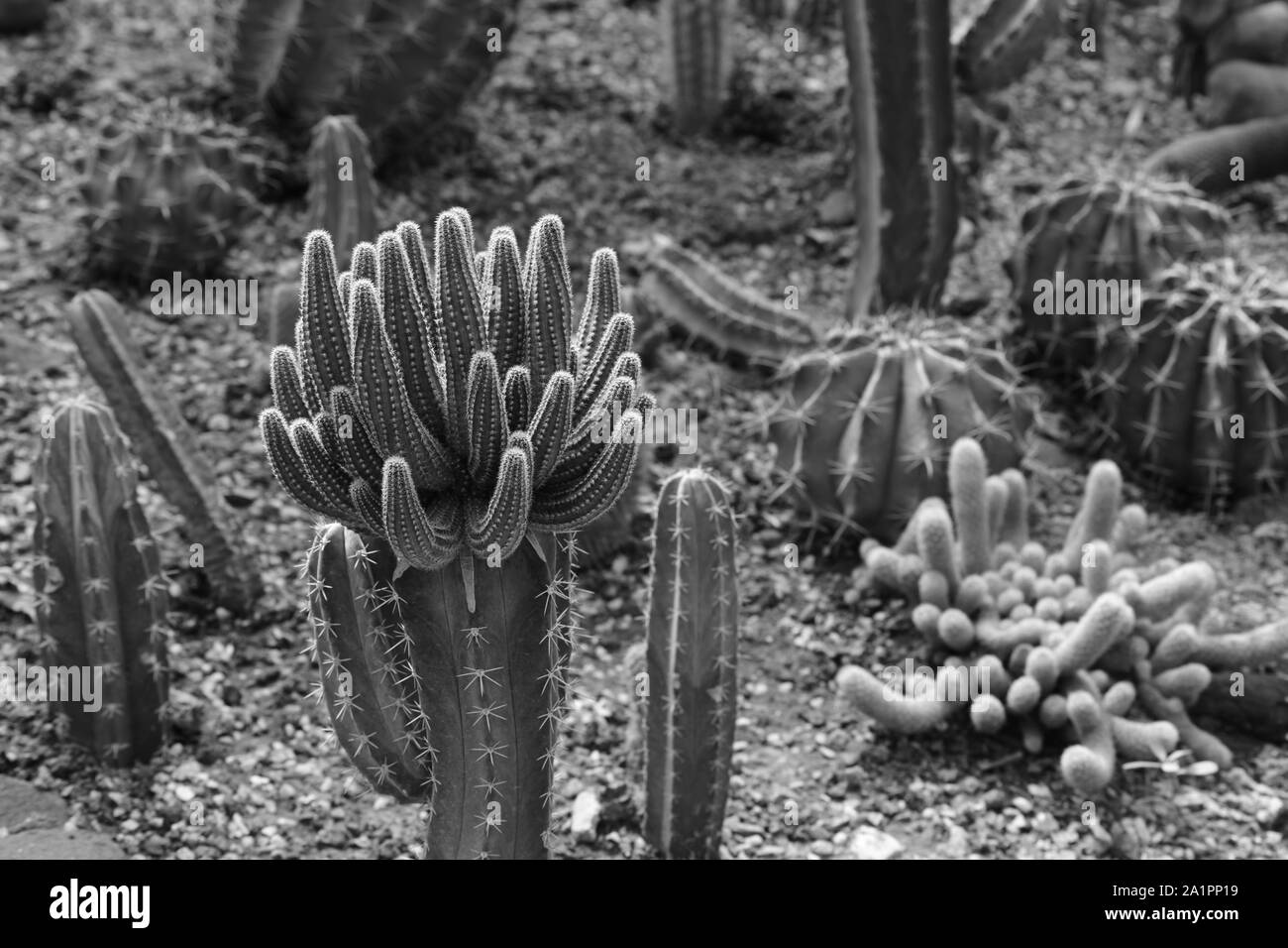 Different kinds of cactus plants in monochrome. Stock Photo