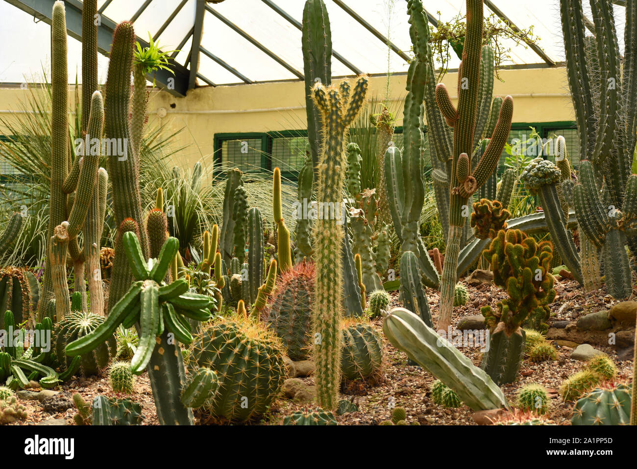 Different types pf cactus plants at the National Cactus and Succulent