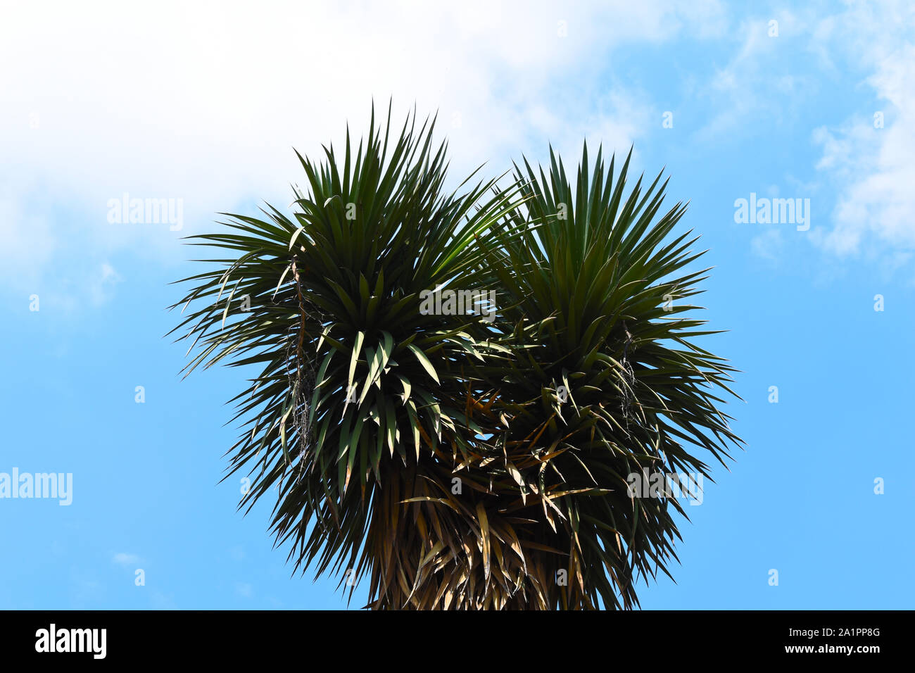 Joshua tree against the blue sky. Stock Photo