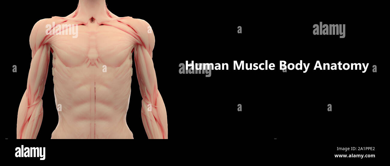 Human Body Muscular System Anatomy Stock Photo