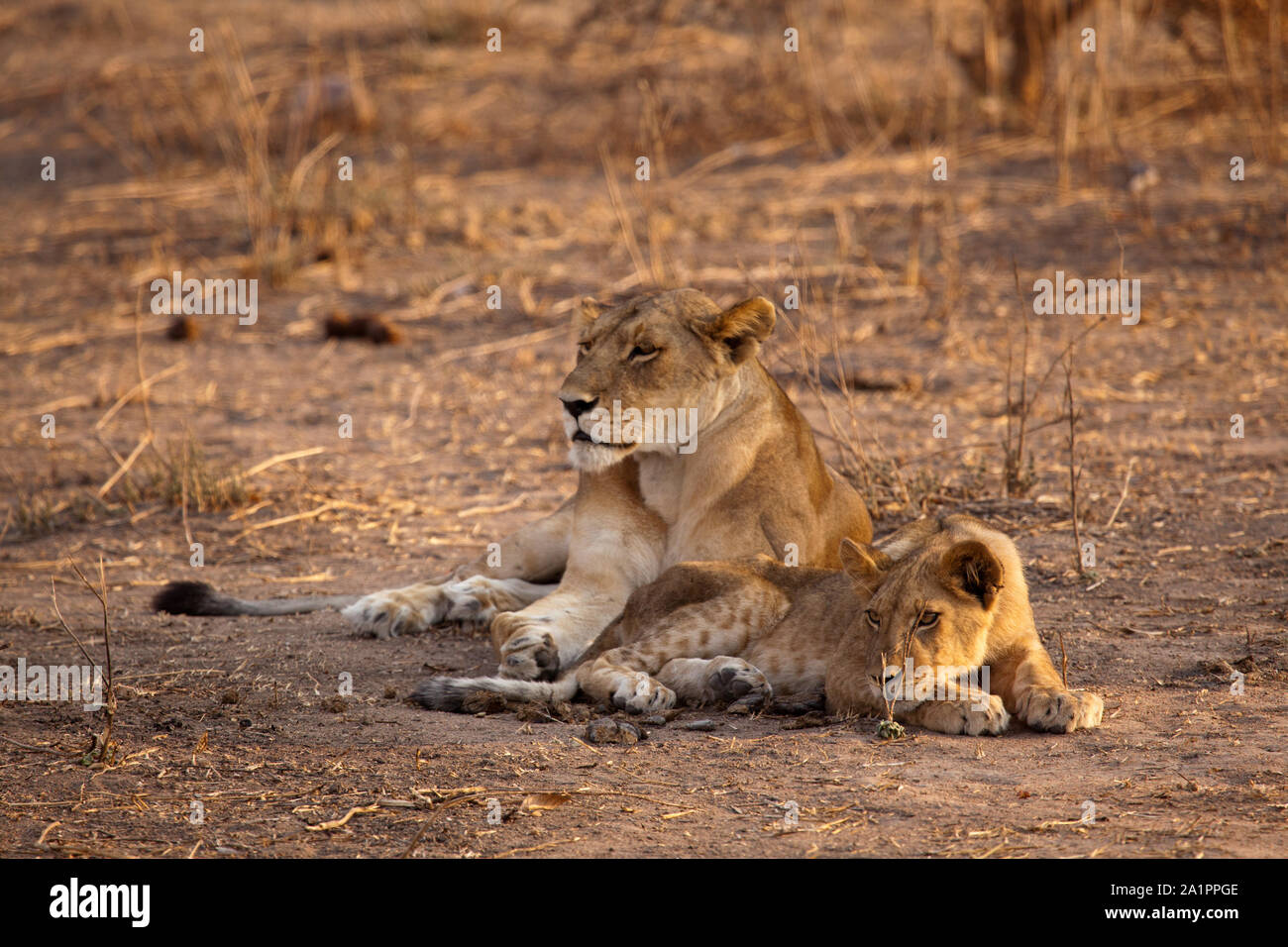 Lioness and cub surveying the land in the morning sunshine, Ruaha National Park, Tanzania Stock Photo