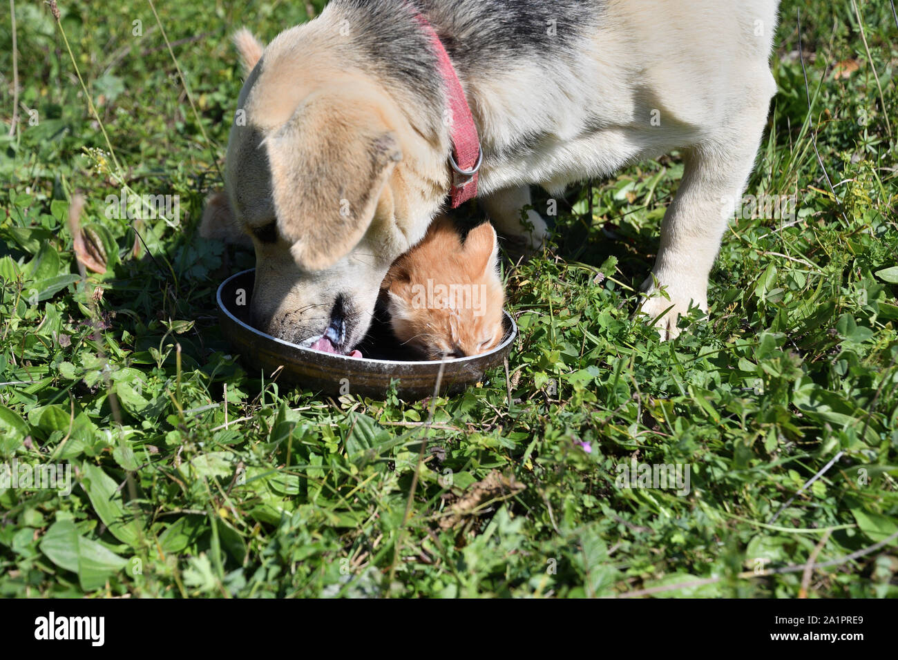 Big dog and small cat eat milk together Stock Photo Alamy