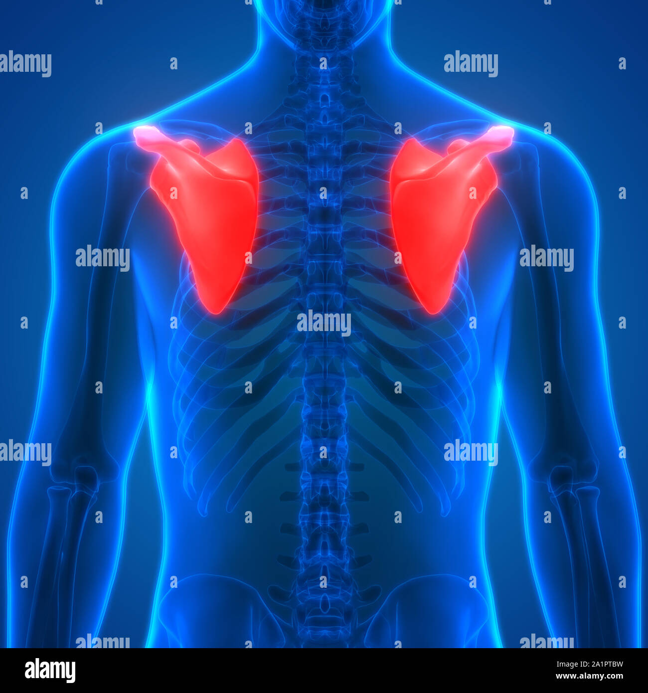 Human Skeleton System Scapula Bone Joints Anatomy Stock Photo Alamy