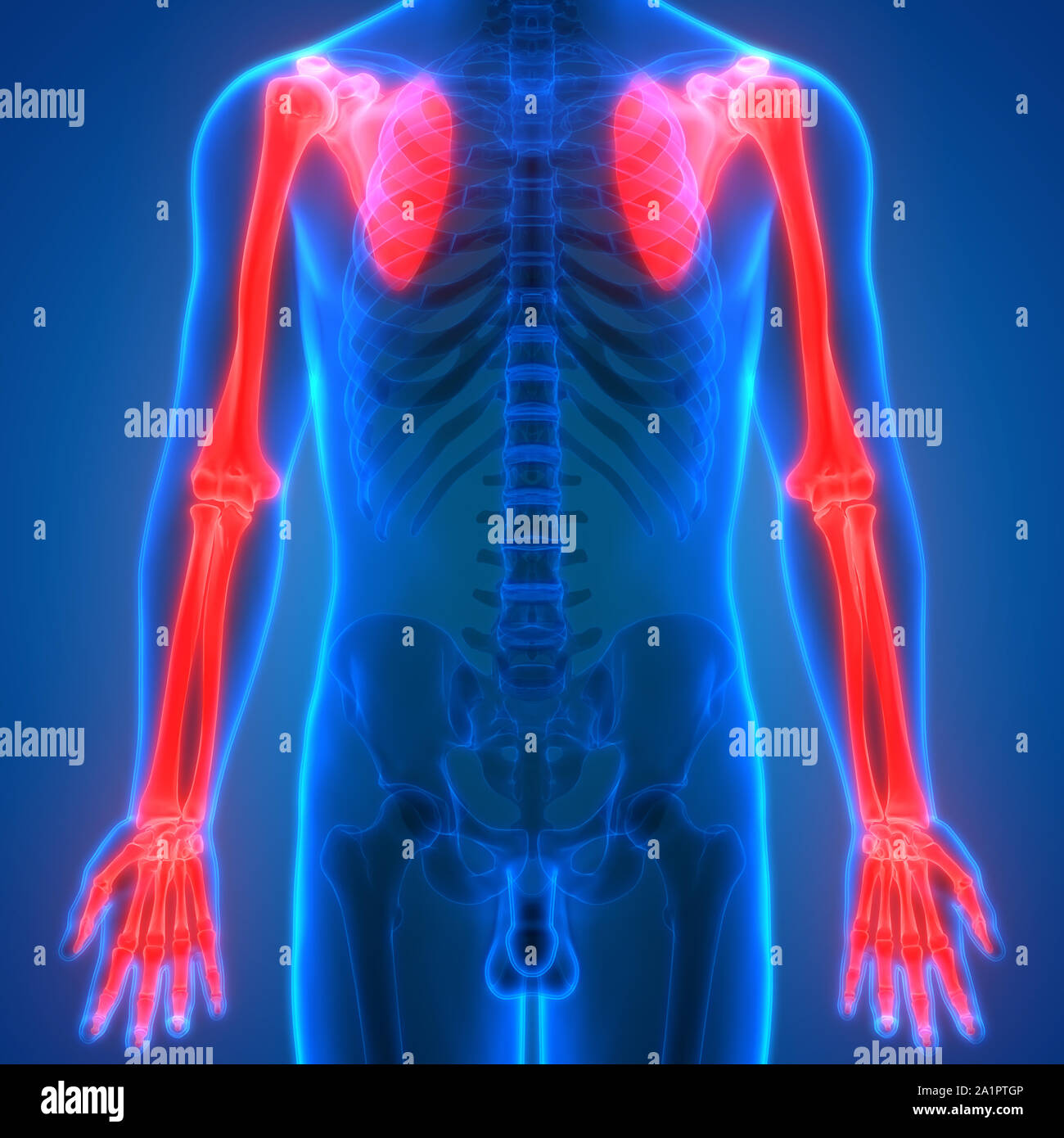 Human Skeleton System Bone Joints Anatomy Stock Photo - Alamy
