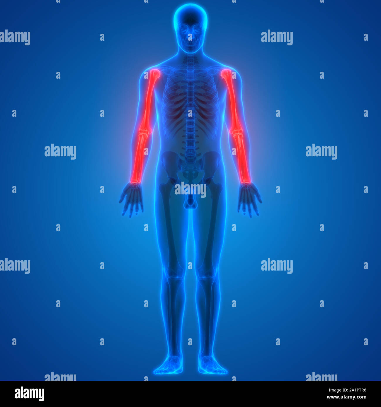 Human Skeleton System Bone Joints Anatomy Stock Photo - Alamy