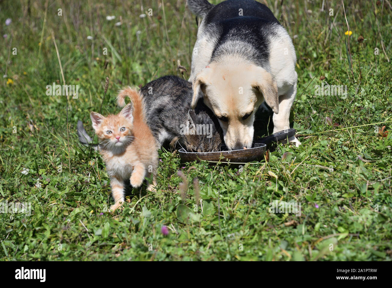 Domestic dog and cats eat together pedigree Stock Photo Alamy
