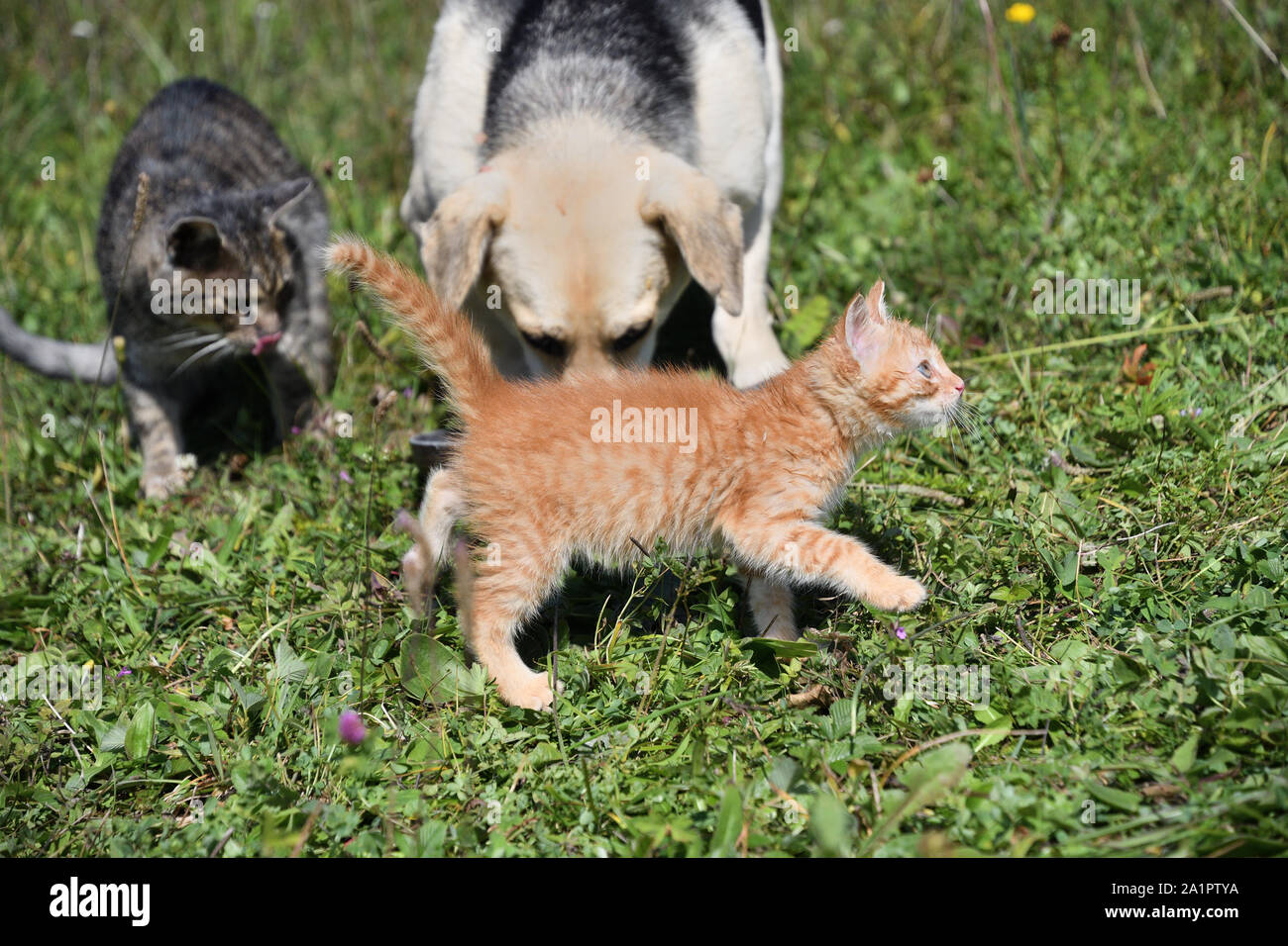 Domestic dog and cats eat together pedigree Stock Photo Alamy