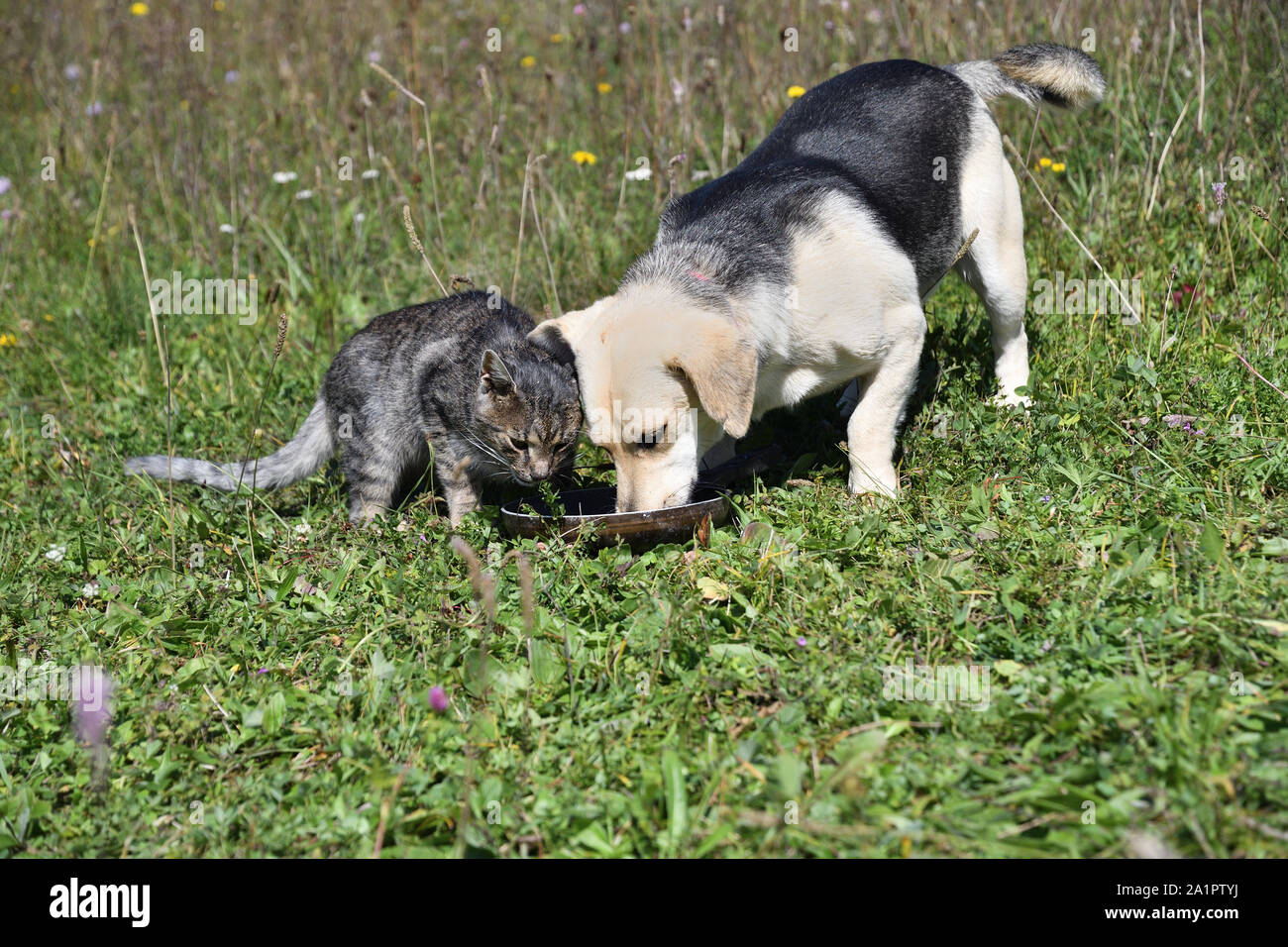 Domestic dog and cats eat together pedigree Stock Photo Alamy