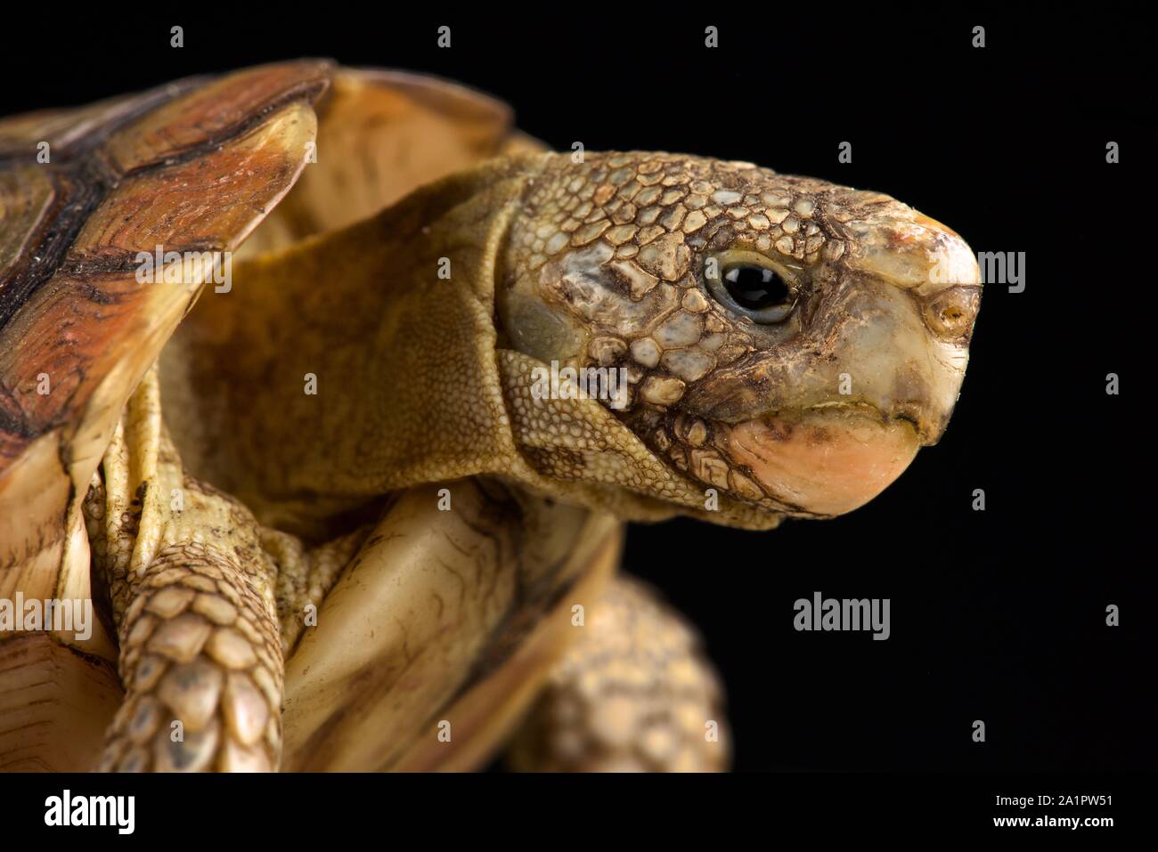 Parrot-beaked tortoise (Homopus areolatus) Stock Photo