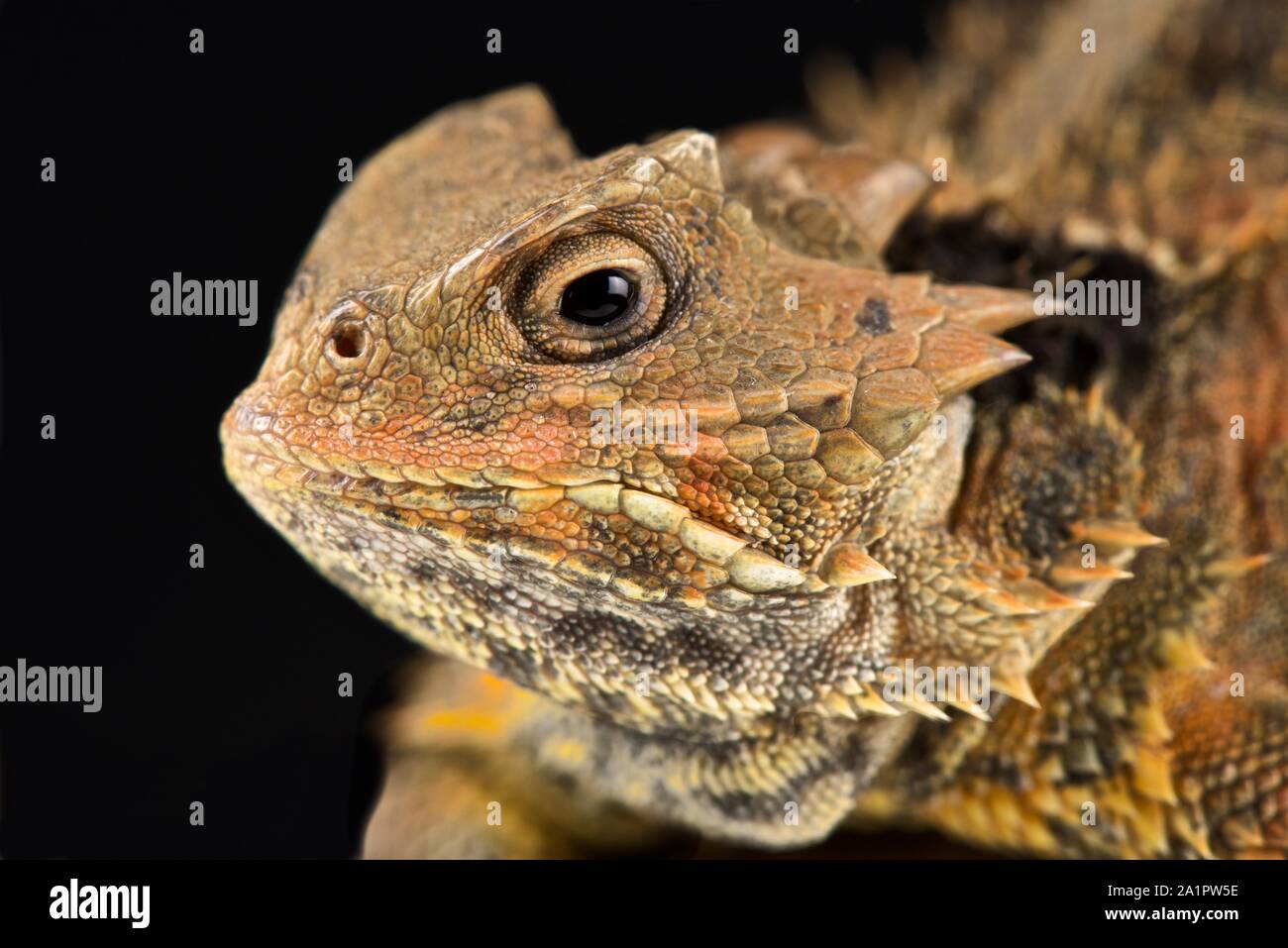 Image result for Mexican Plateau horned lizard(Phrynosoma orbiculare cortezii Stock ...