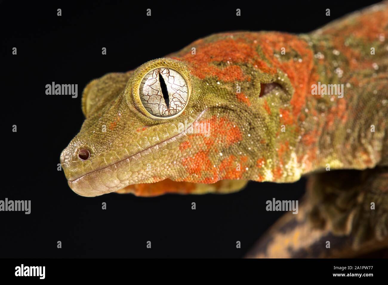 Mossy New Caledonian gecko (Mniarogekko chahoua) Stock Photo