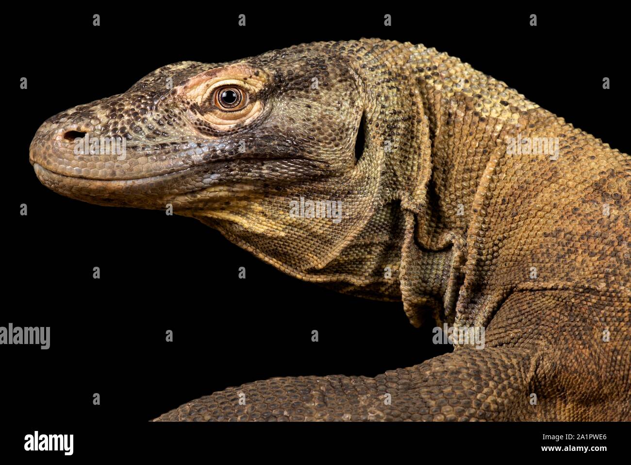 KOMODO DRAGON VARANUS KOMODOENSIS visual data 7
