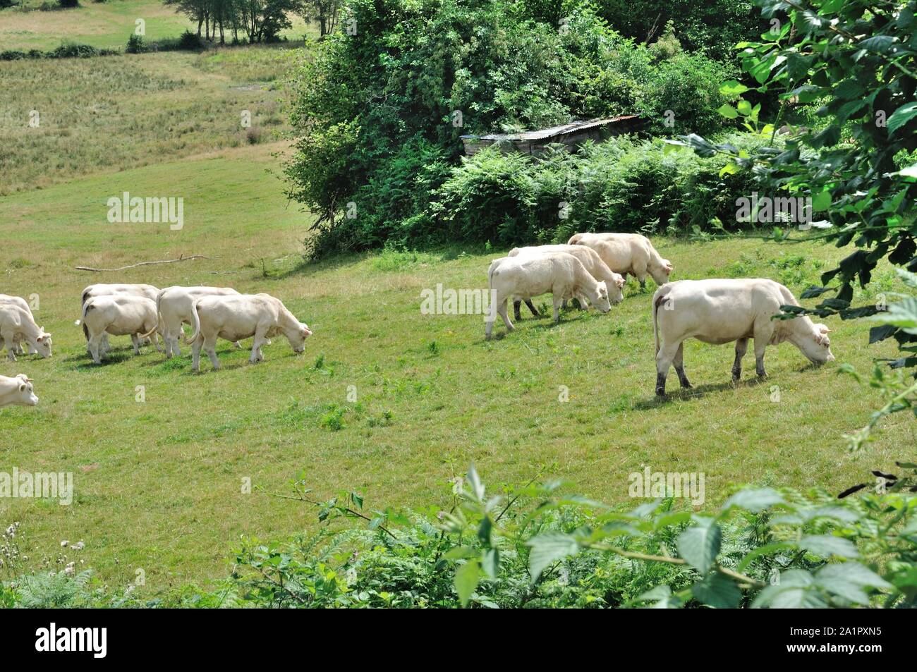 Cows in meadows Stock Photo - Alamy