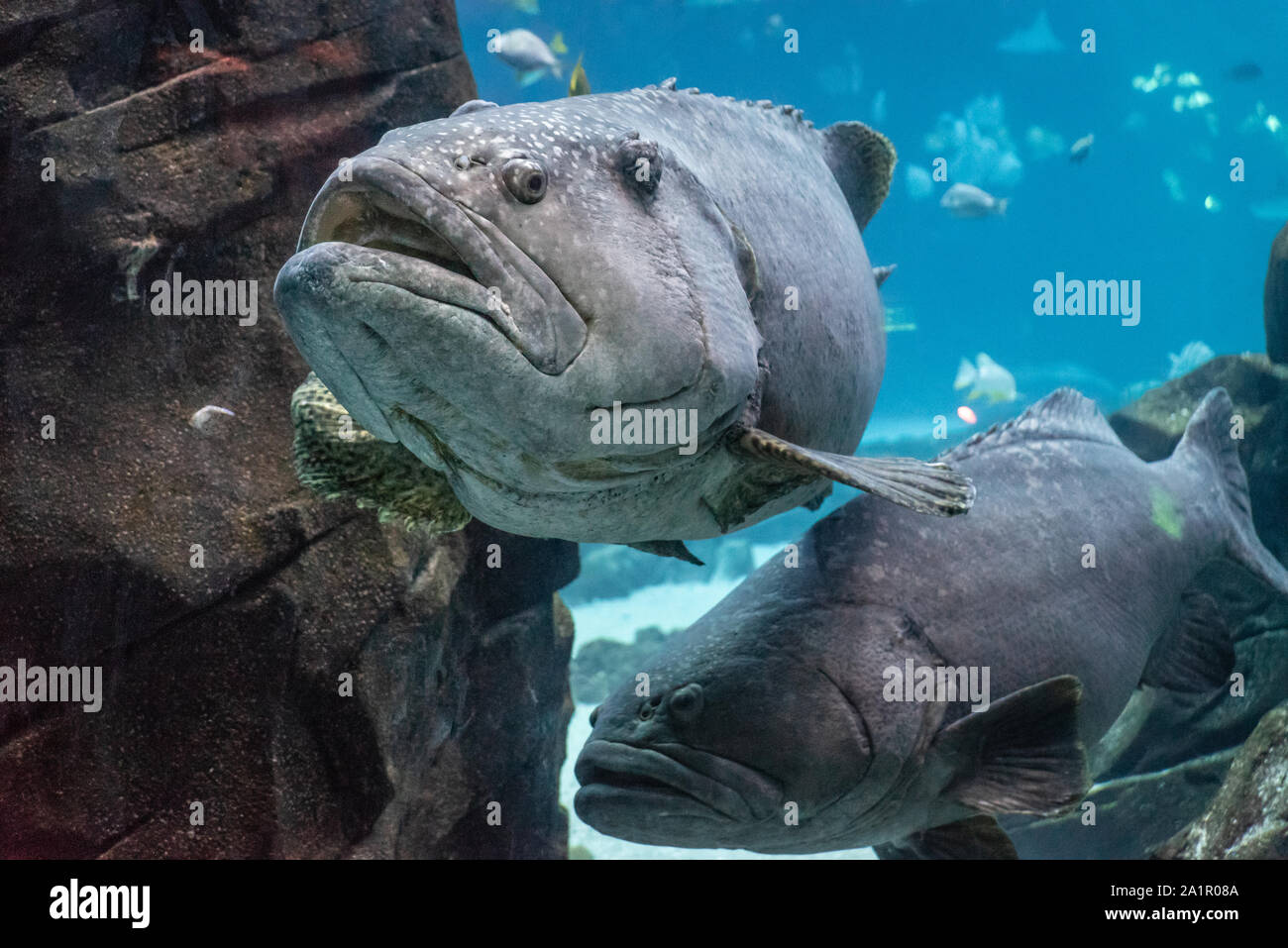 Close-up underwater view of huge groupers at the Georgia Aquarium in downtown Atlanta, Georgia. (USA) Stock Photo