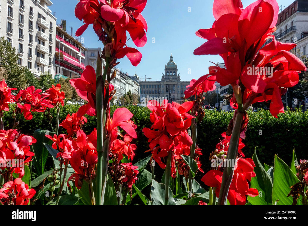 Prague flower, Flowering red Canna Lily on Wenceslas Square, Prague Czech Republic Europe Prague flower Stock Photo
