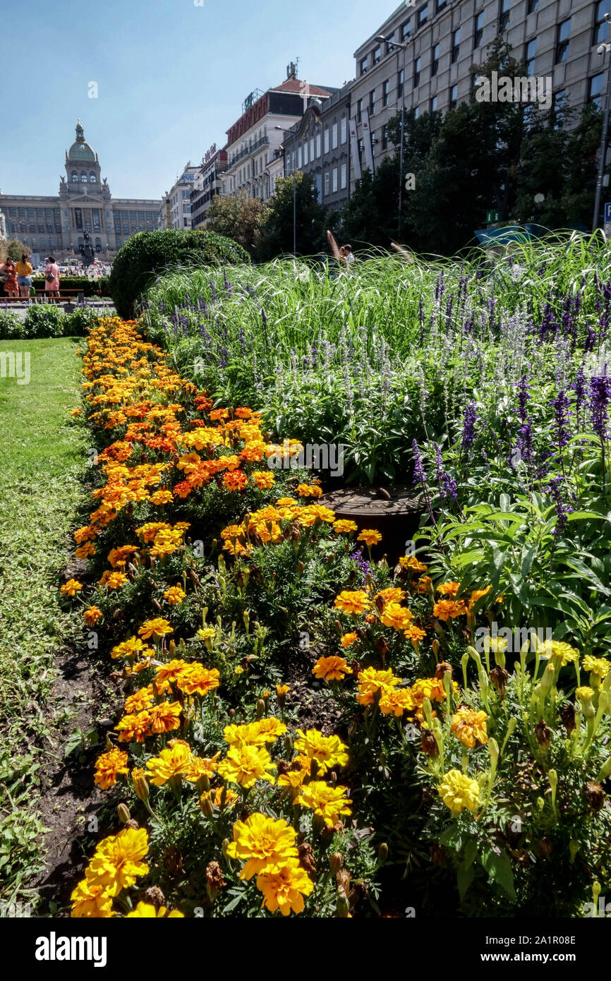 Prague flowers Yellow Marigolds Flowering on Wenceslas Square Czech Republic Europe City Flowers Bedding plants Tagetes Flowerbed Yellow flowers Bed Stock Photo
